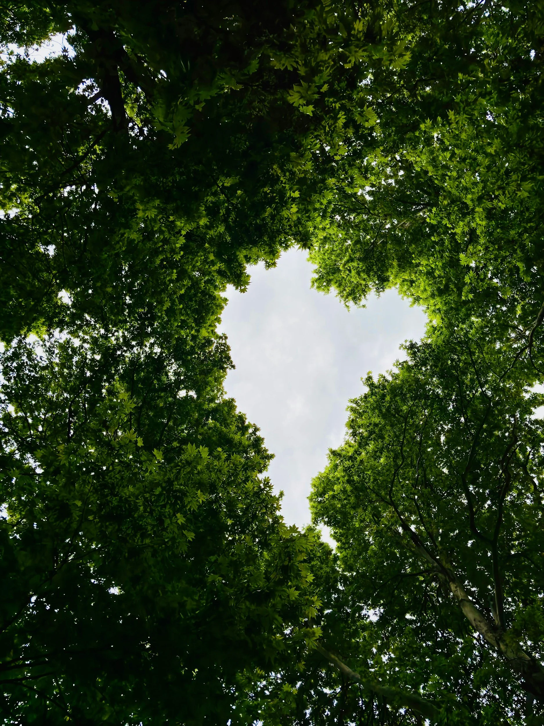 Circular Heart Breathing Journeys