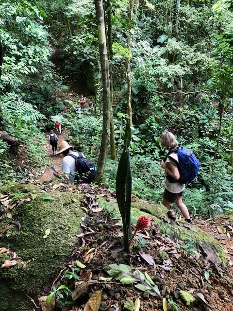 Children hiking through a dense, green jungle trail with backpacks and hats.