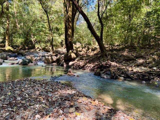 Person swimming in a clear, shallow creek surrounded by trees and rocks.