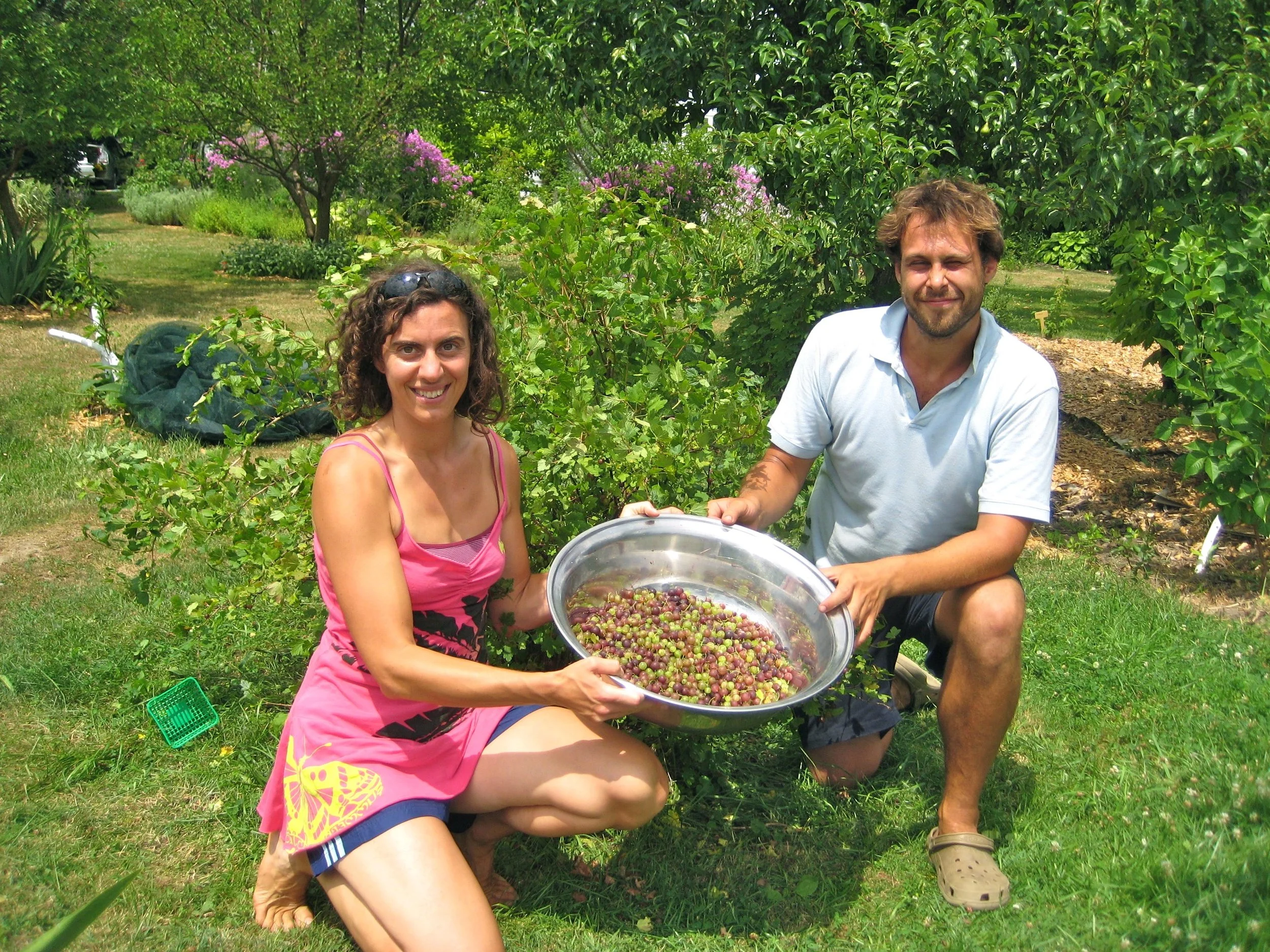 Garden harvest.jpg