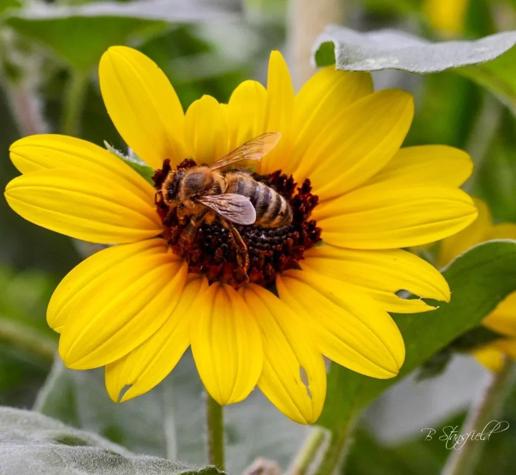 honey-bee-on-sunflower-v0-9trc9kbg9ieb1.webp