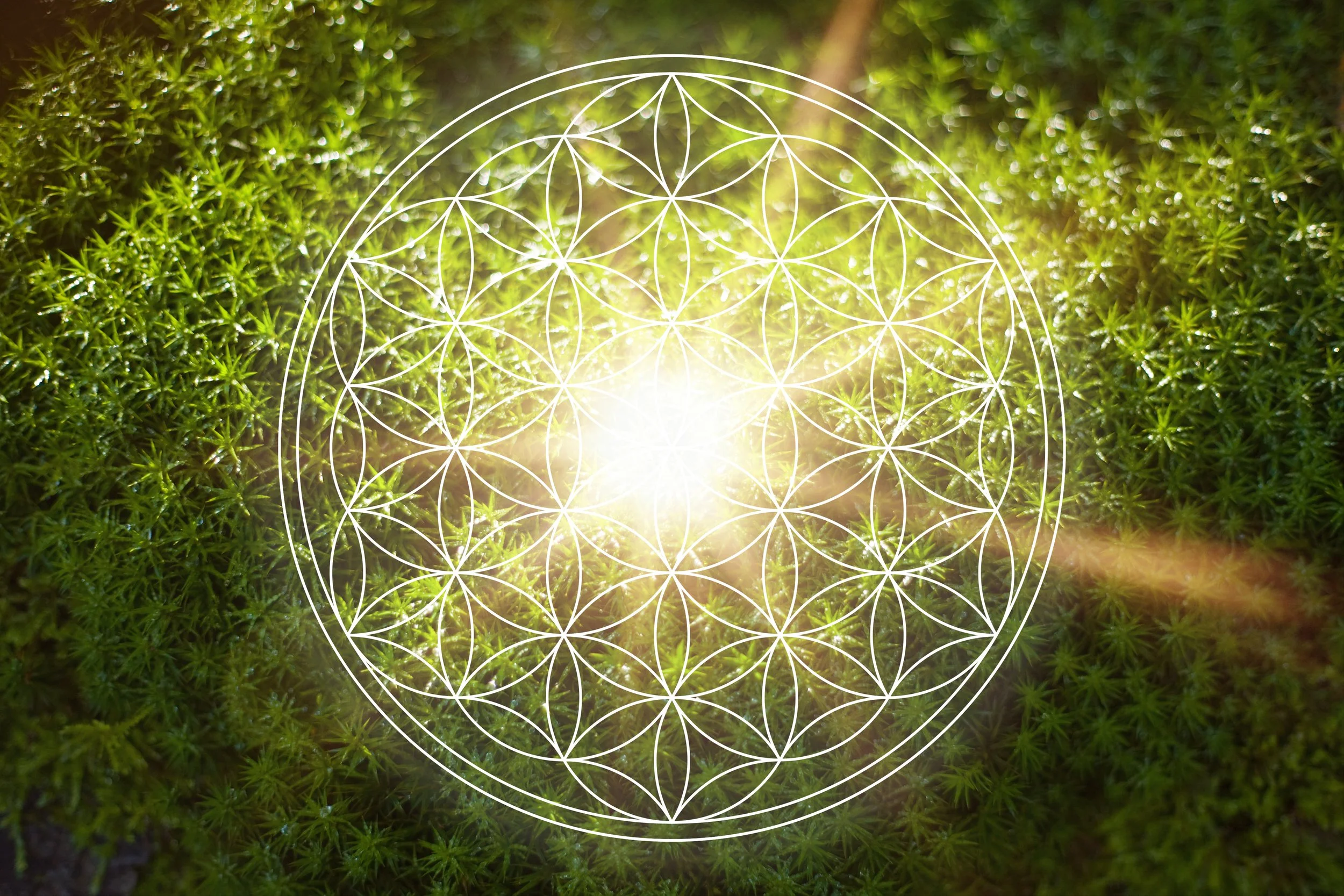 Shantree's Private Practice | Discover Wellness Today | The Living Centre
