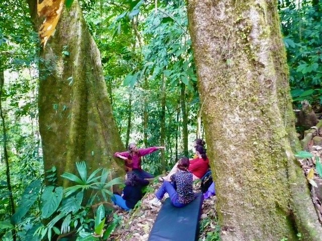 Group of women practicing yoga or meditation in a lush green forest, sitting on a mat between large trees.