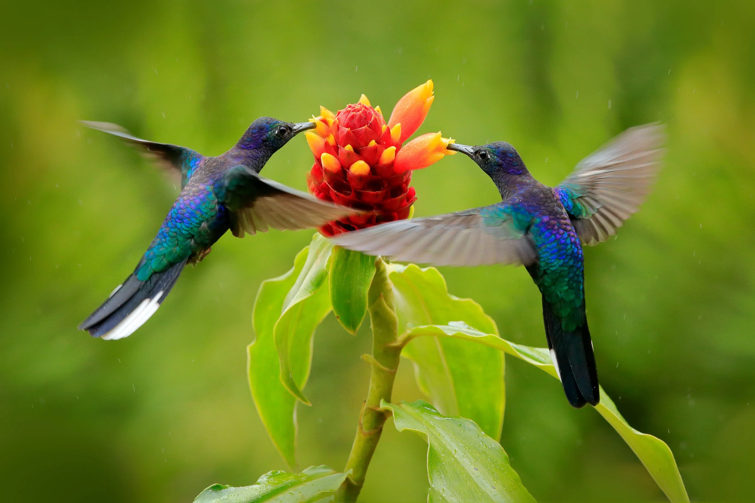 Two hummingbirds with iridescent blue and green feathers feeding from a red and orange flower.