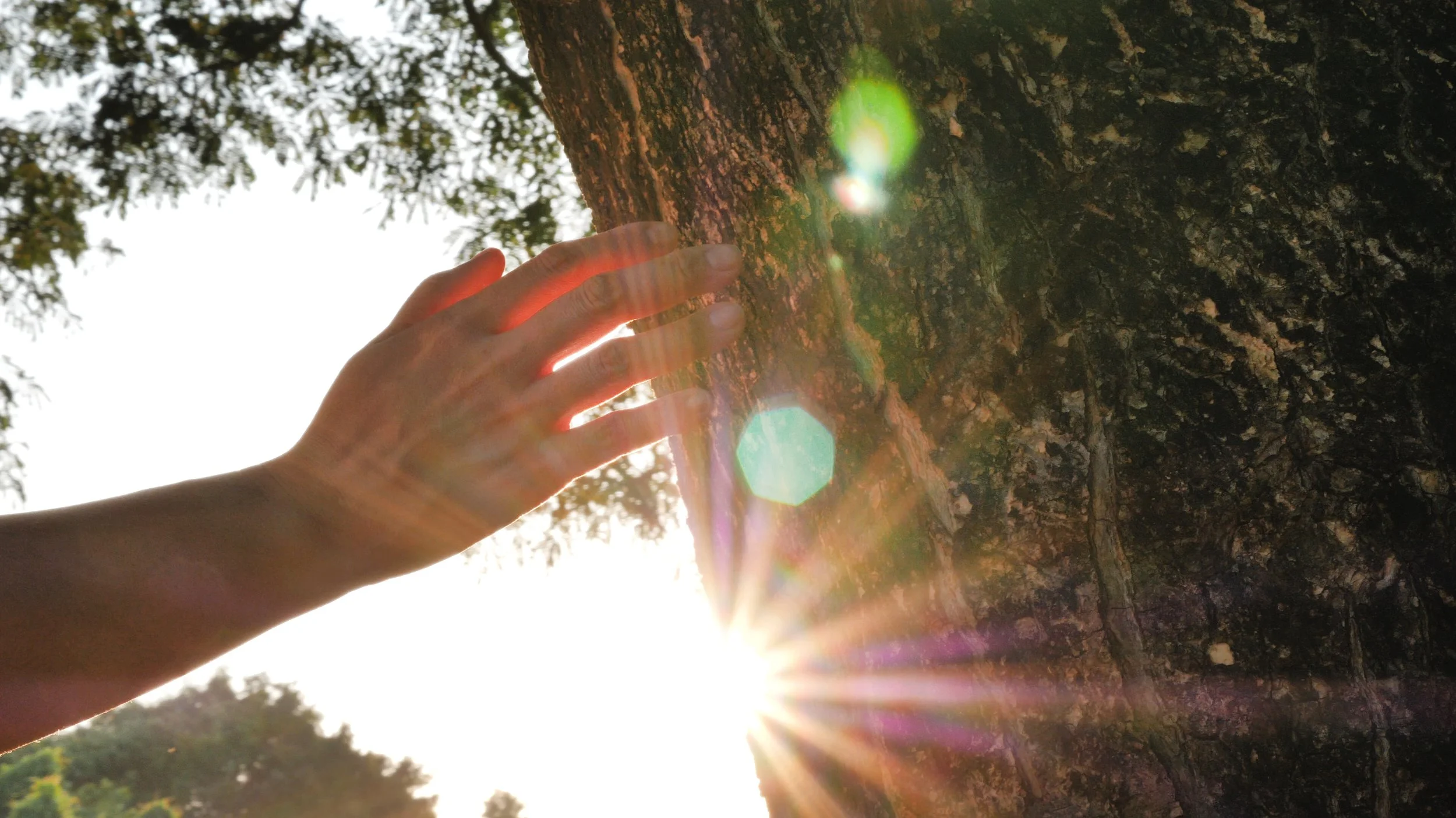 Shutter HAND TOUCH TREE LG.jpeg
