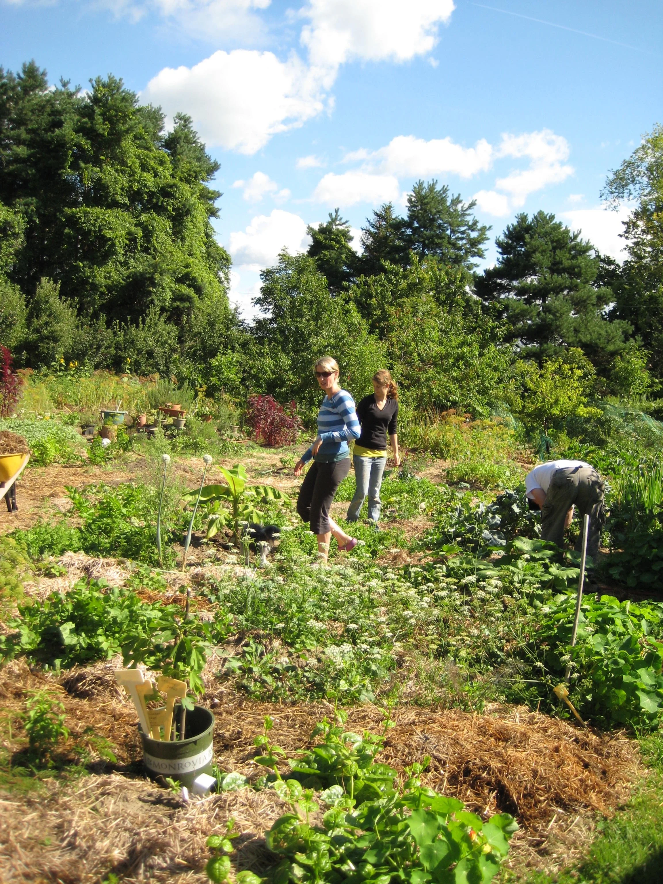 PDC VEGI GARDEN.jpg