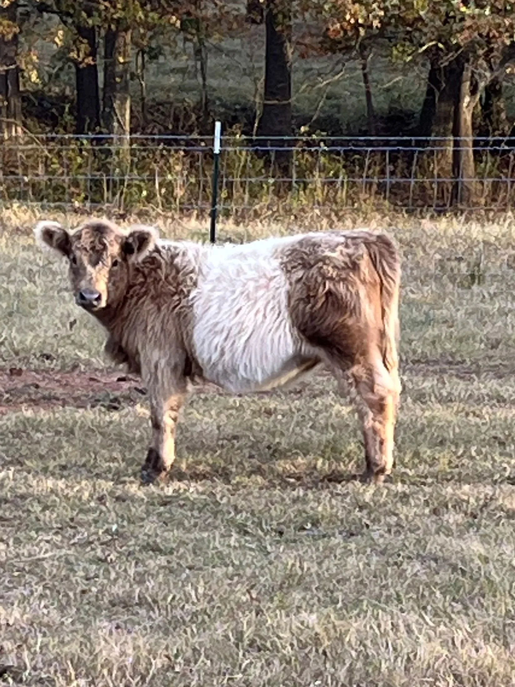 Dunn calf 25