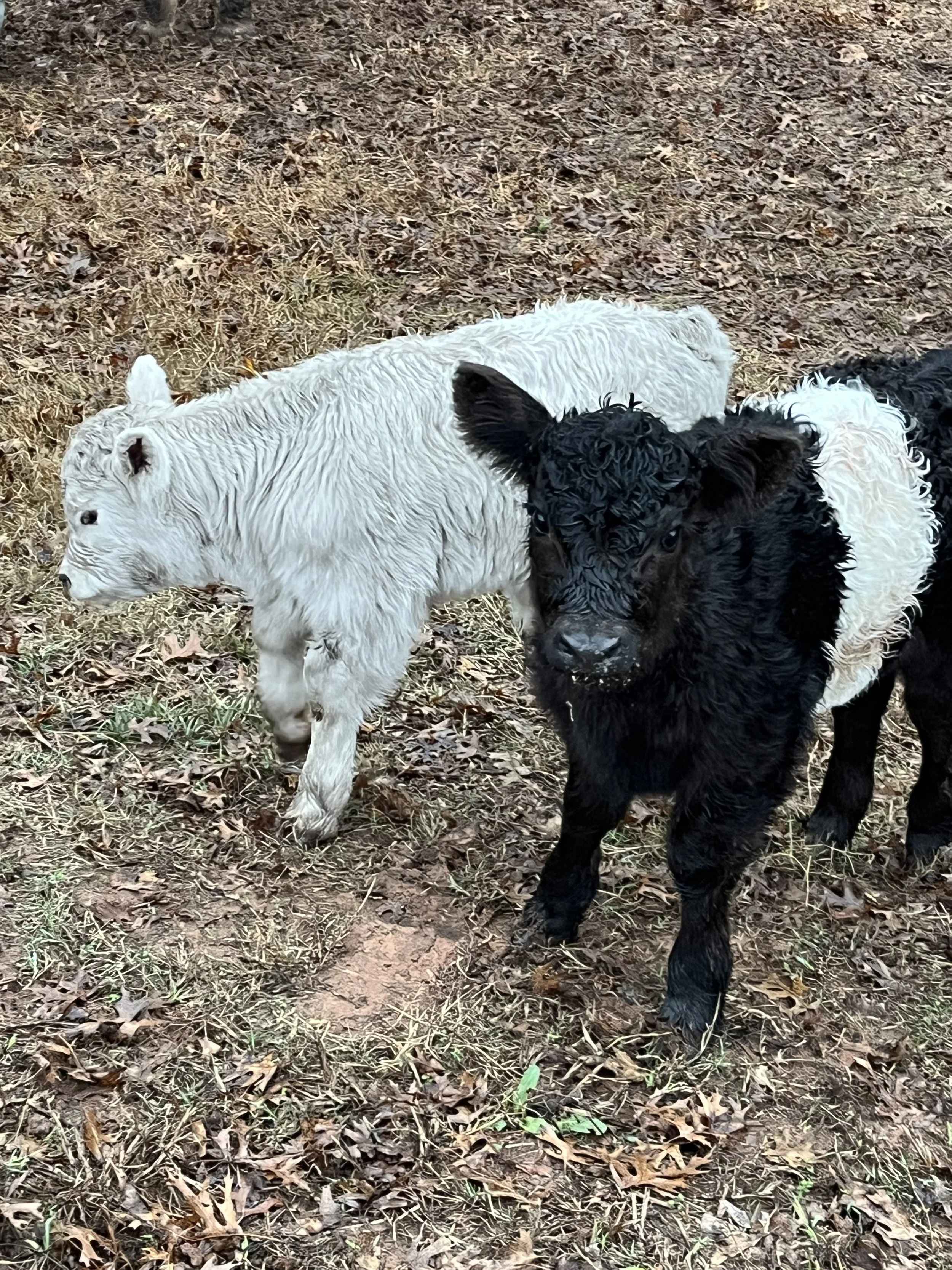 Fall 2025 Belted Galloway Calves
