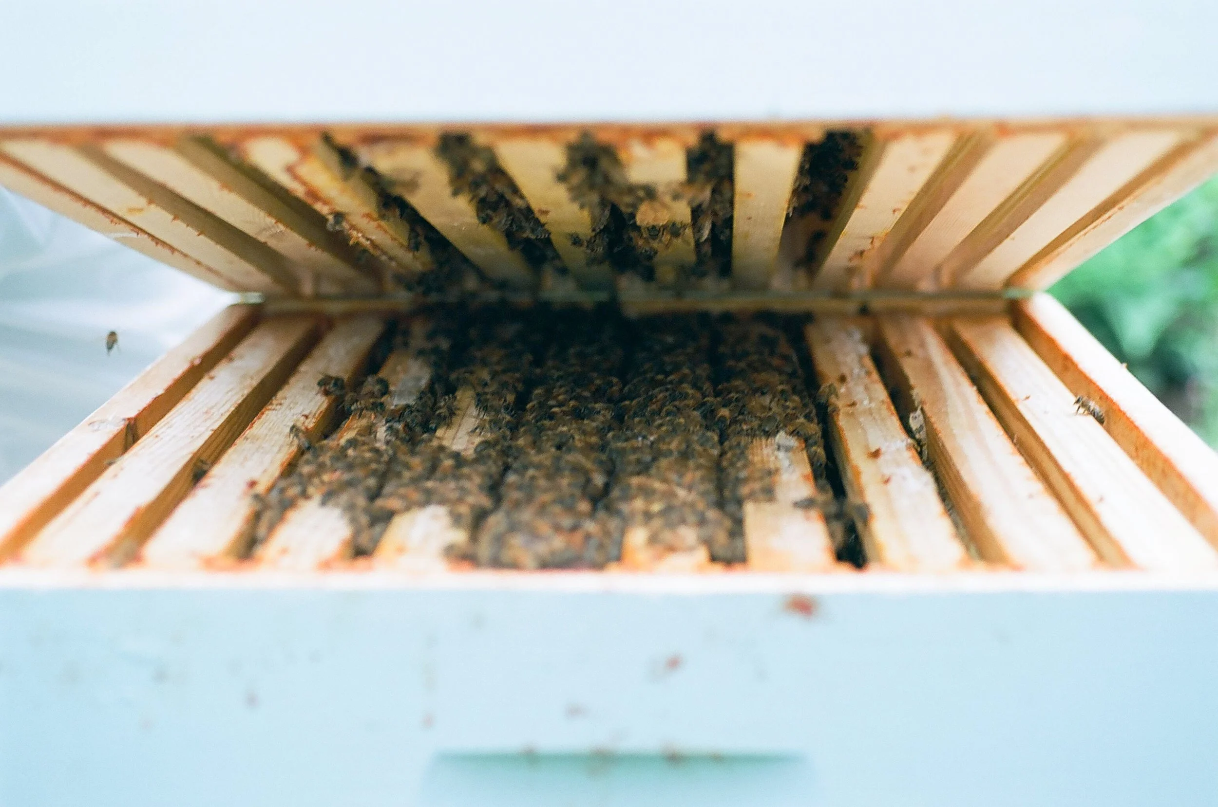 bee Eberle.390031.JPG