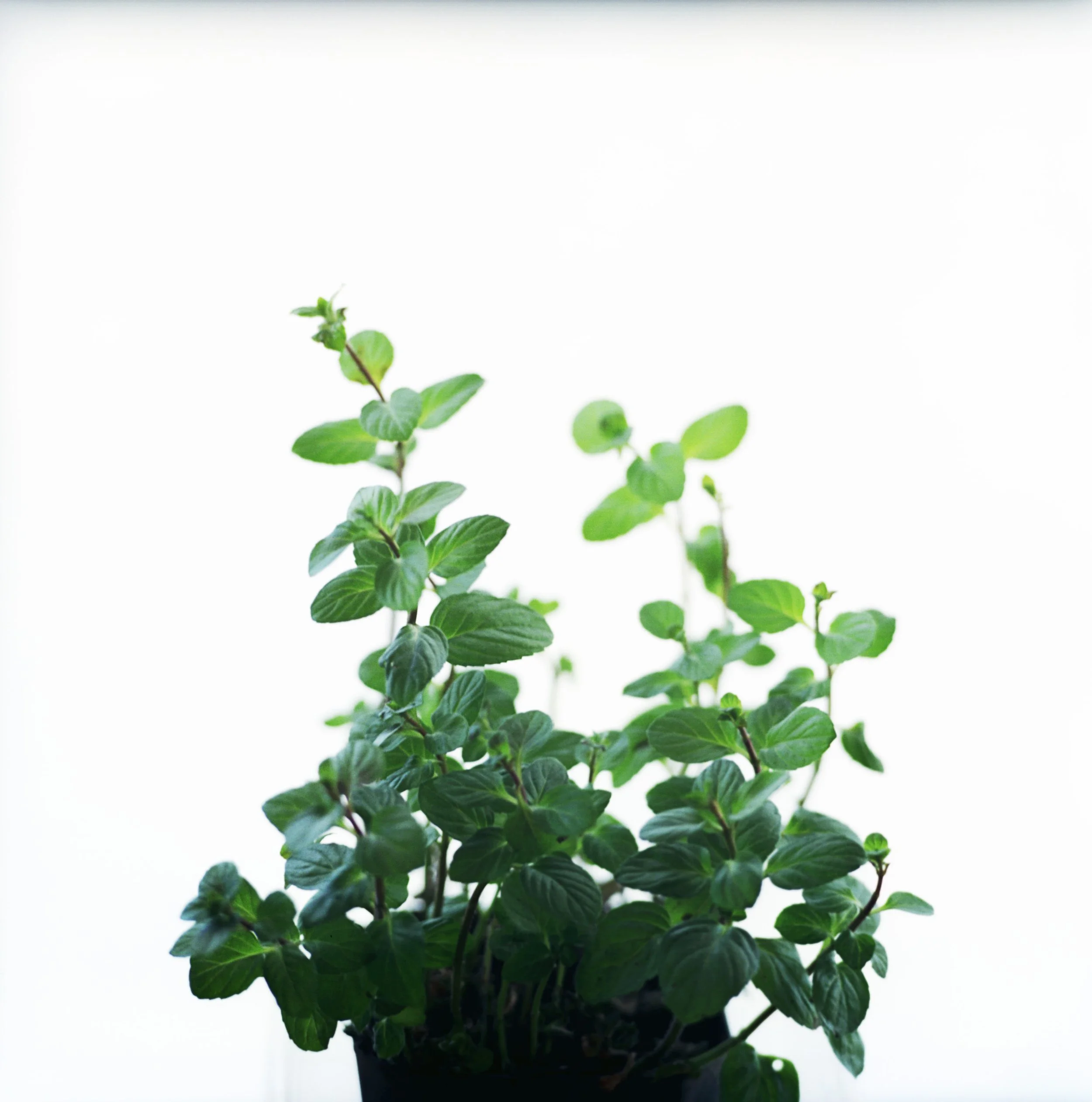 Herbs.A.51a.jpg