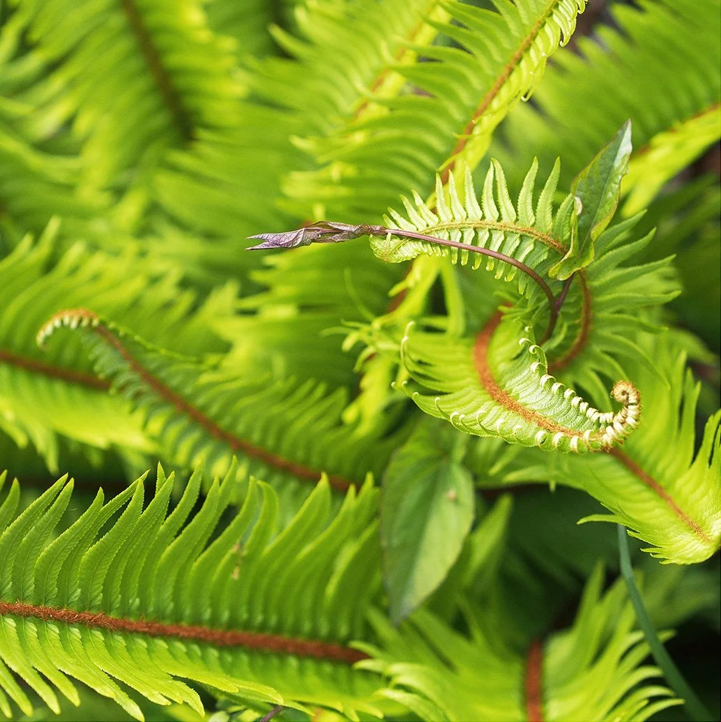 a garden fern_P1010244.jpg