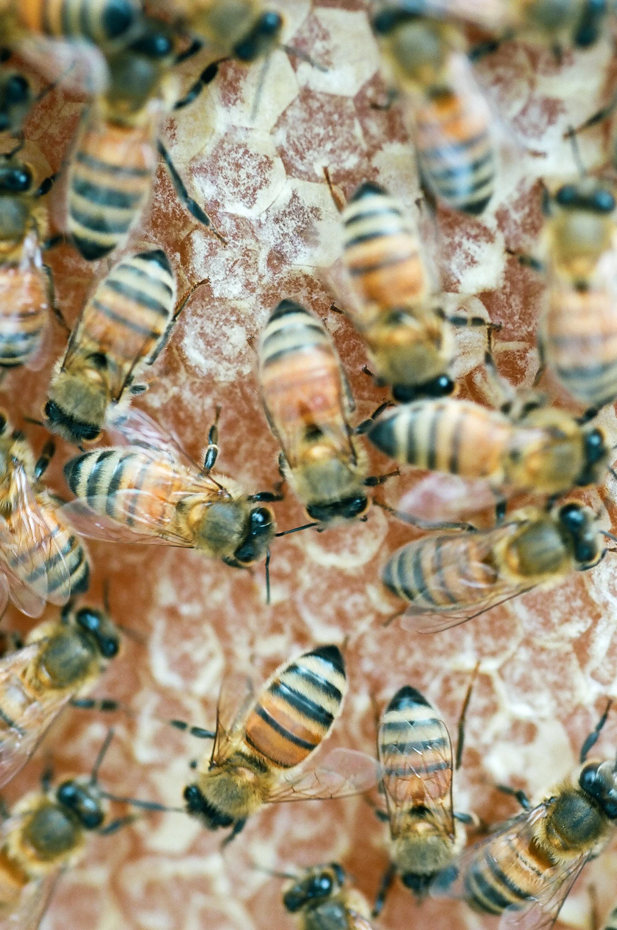 bee Eberle.410023.JPG