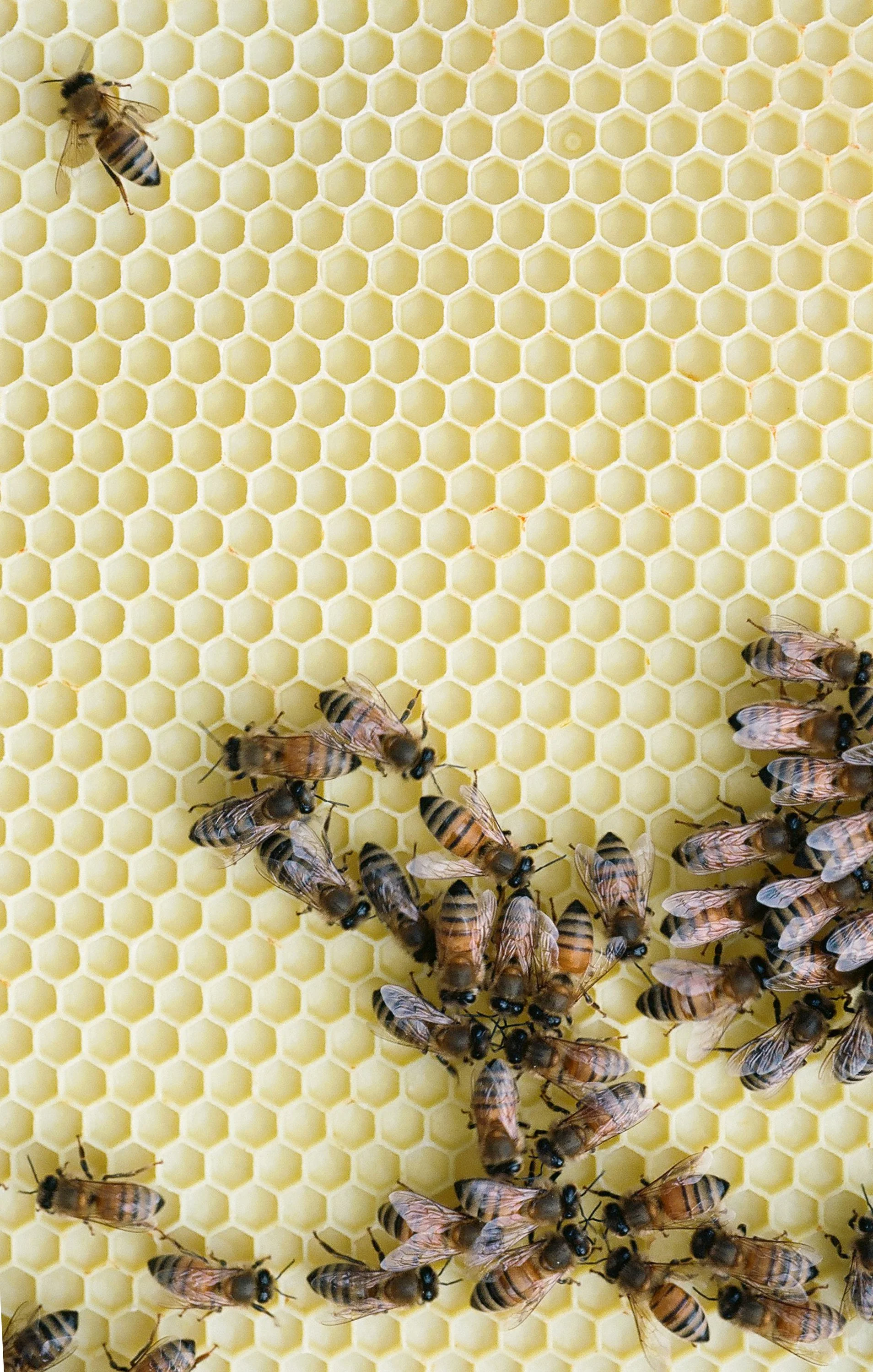 bee Eberle.420005.JPG