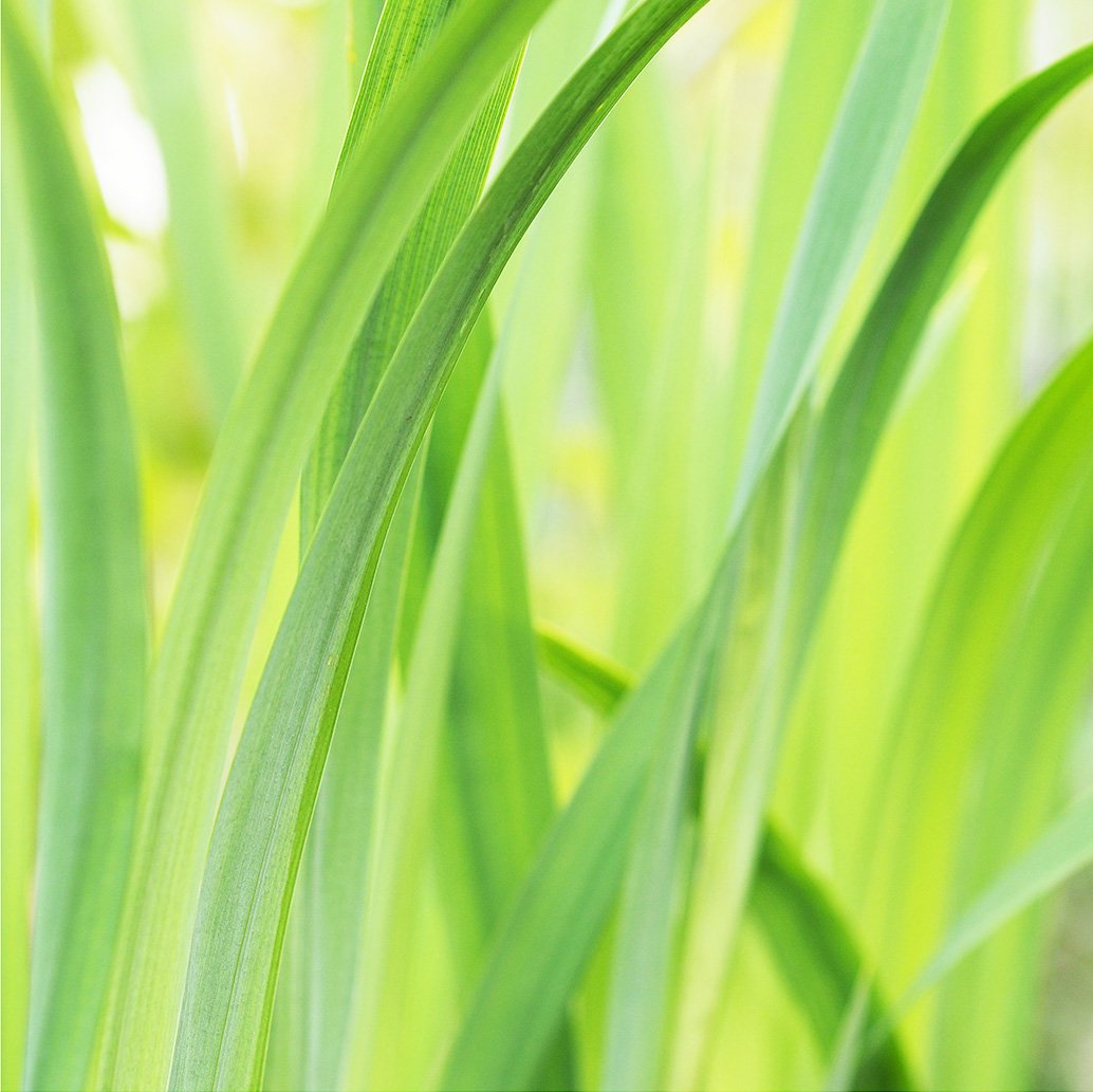 a garden grasses_P1010256.jpg