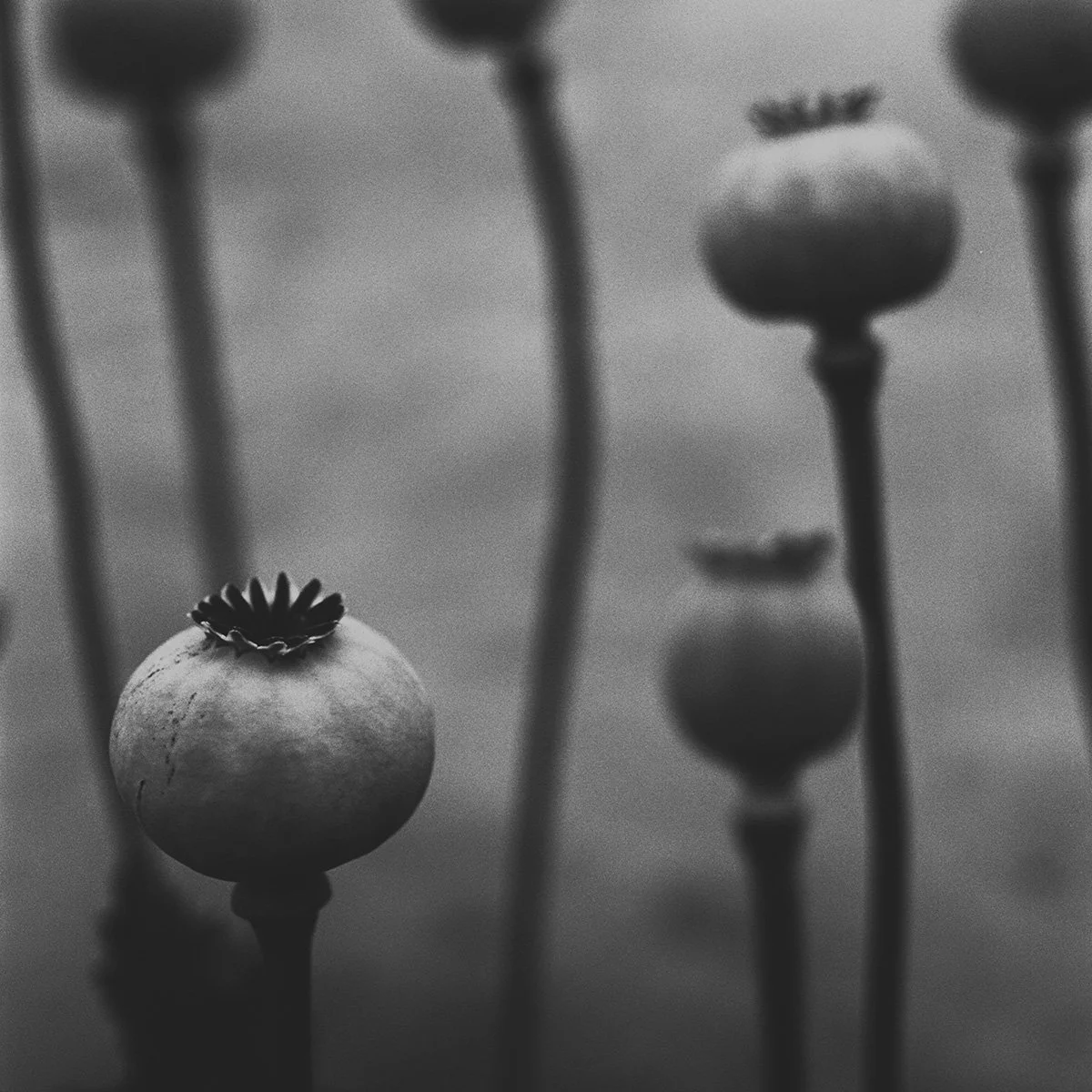 poppies Shawna Eberle_ A05.jpg