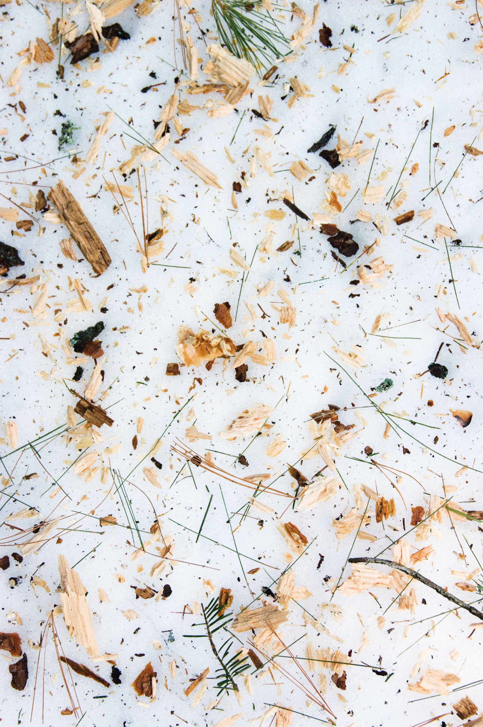 20090315-Authenticity by FS-163.jpg