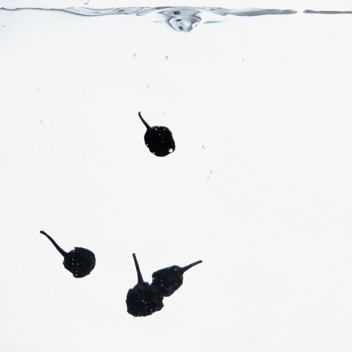 winter S.Eberle.Winter XVI.jpg