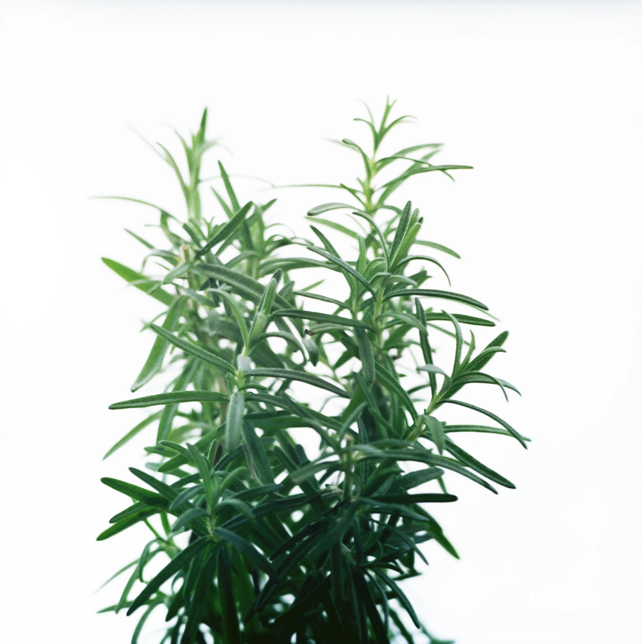 Herbs.A.44a.jpg