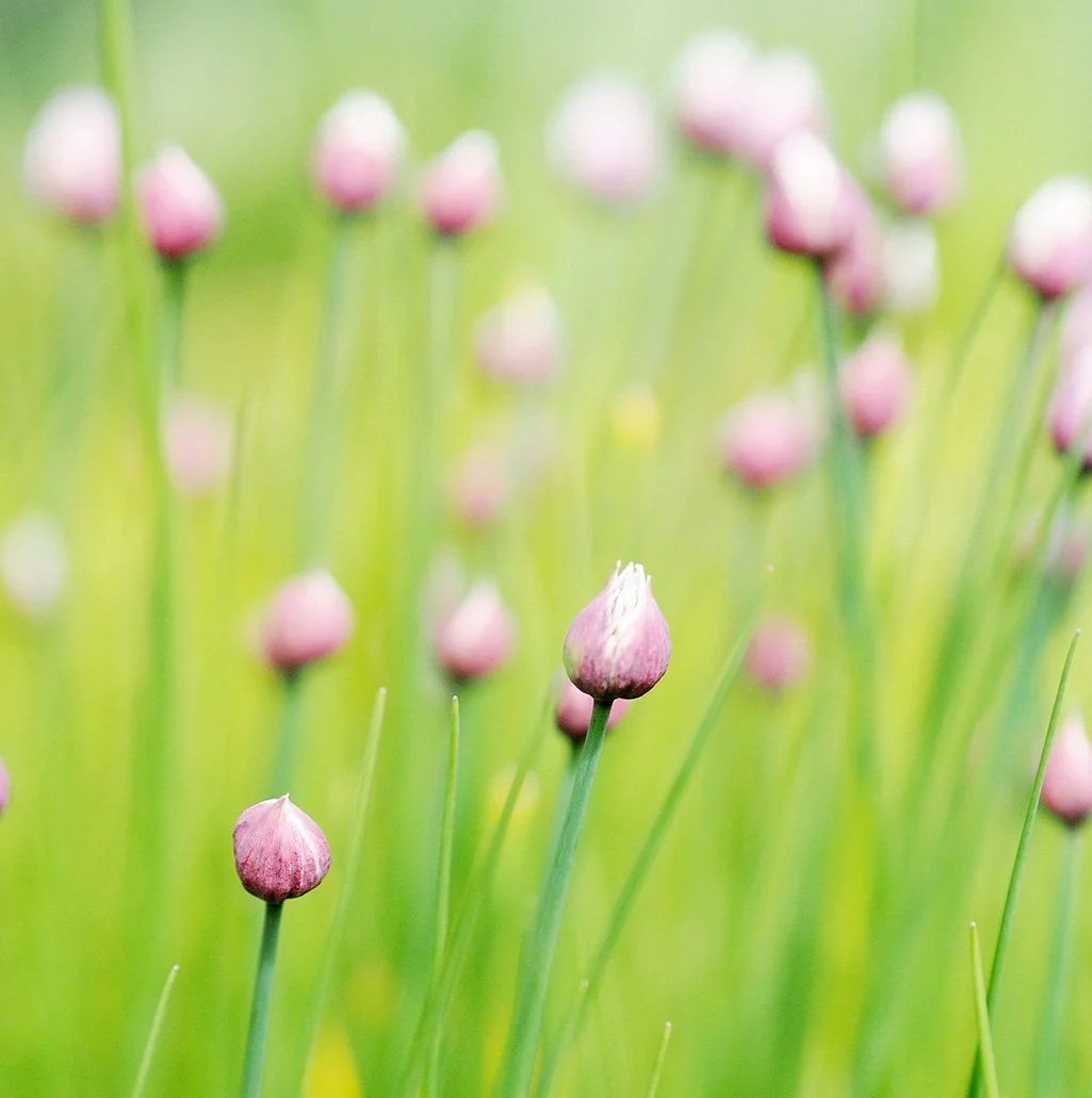 a garden chives_P1010238.jpg