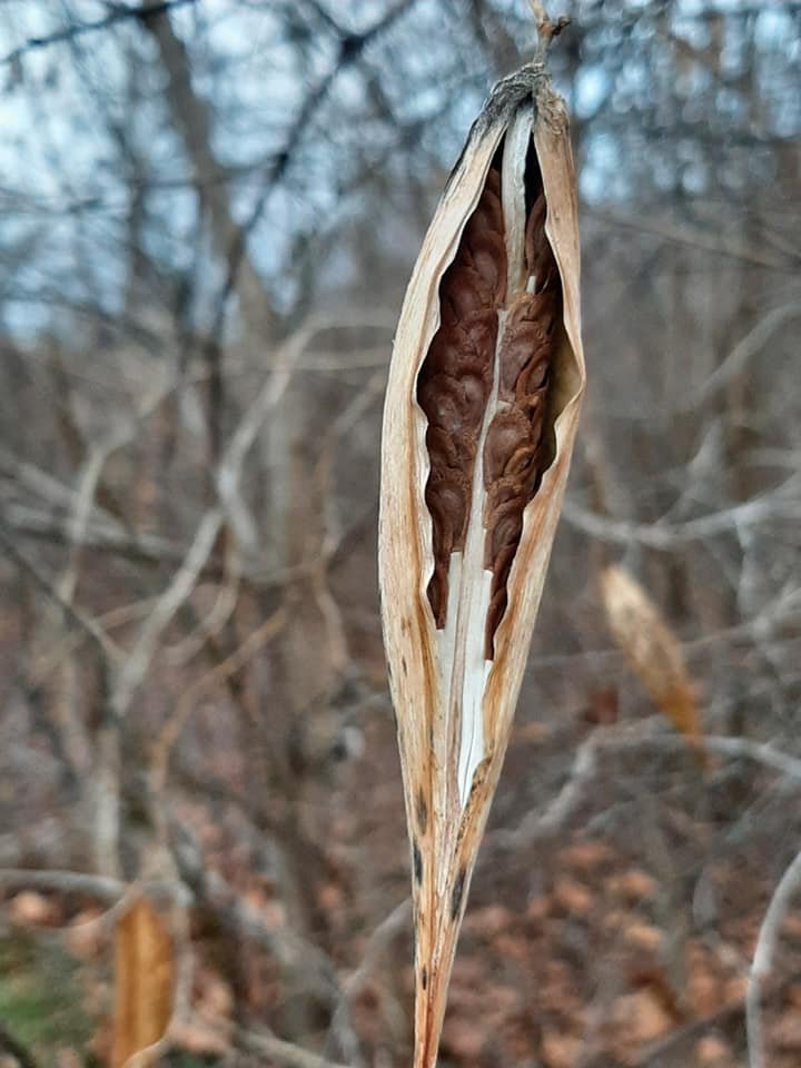 Milkweed Canoe.jpeg