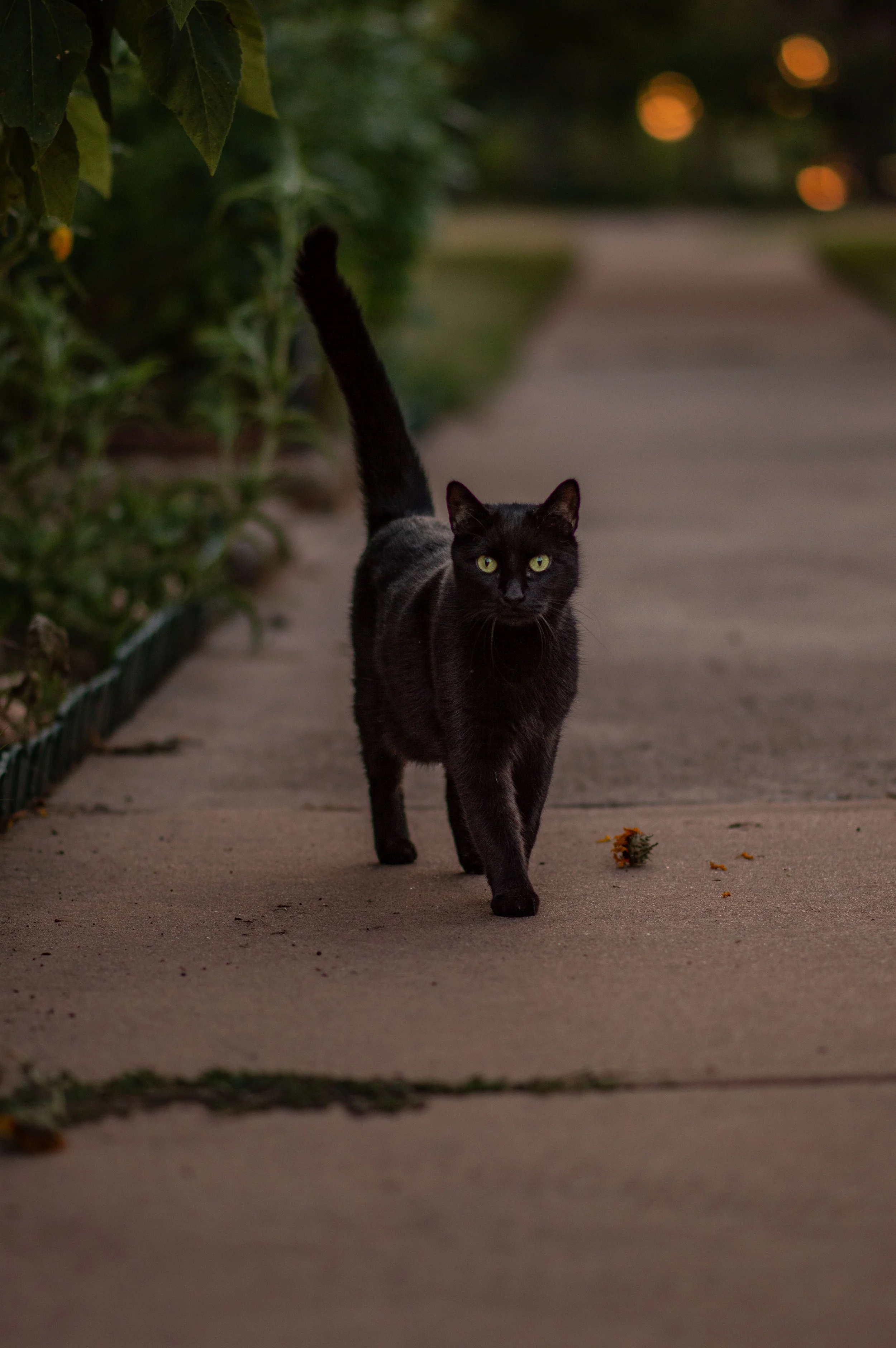 DSC_0462_1.jpg