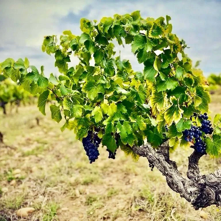 Saskia and Maurice Goetschy began their careers in a law firm based in Luxembourg. Although they shared a profound love for nature, becoming vignerons was not part of their professional trajectory. That changed suddenly when vineyard land became avai