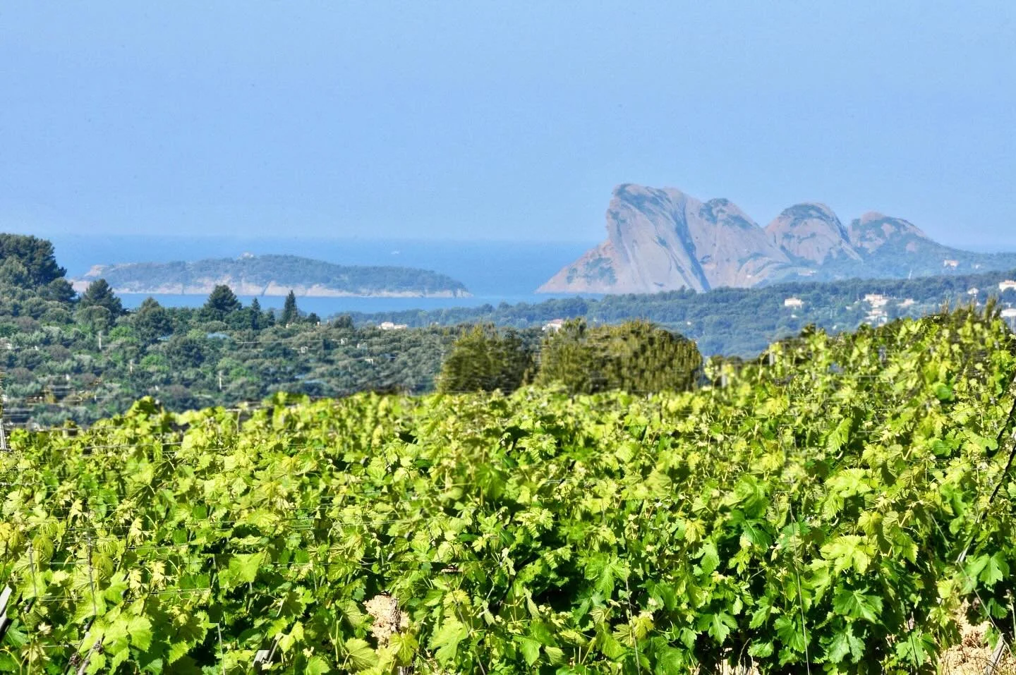 @domainedelolivette &rsquo;s vineyard land covers an area of ​​50 hectares, located on the hillsides of Castellet, a village planted to vines as early as the 6th century BC and located a mere 6 miles from the Mediterranean. The natural amphitheater i