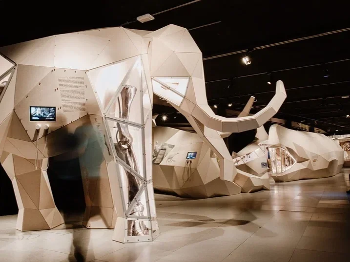 An Elephant exhibition