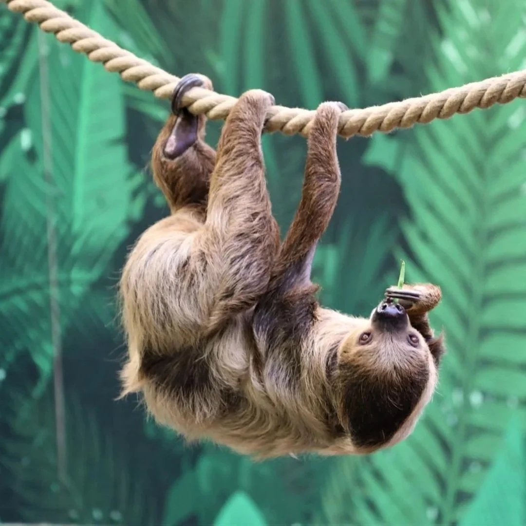 A sloth on a rope