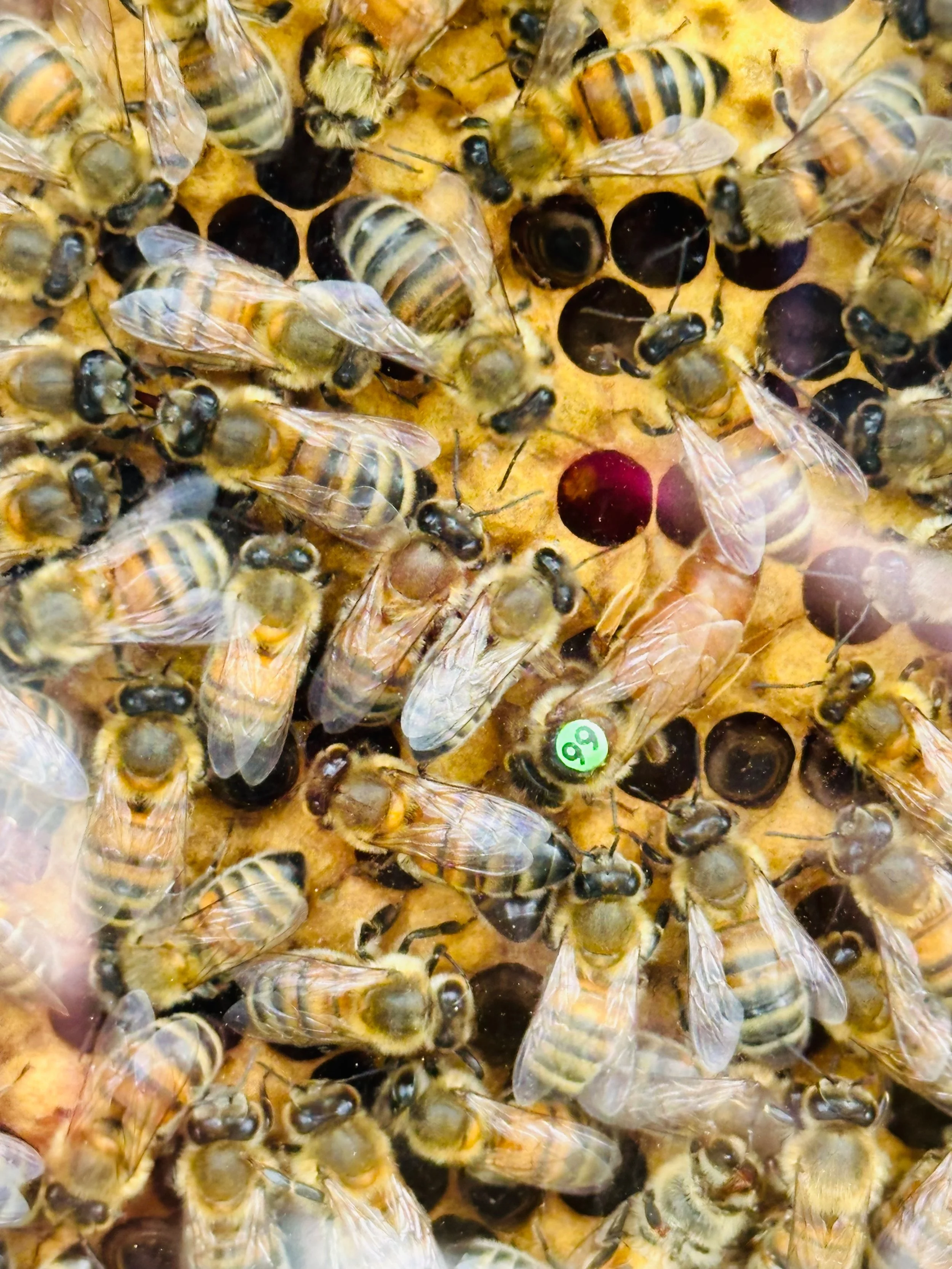 Bees, Basketball and Independence