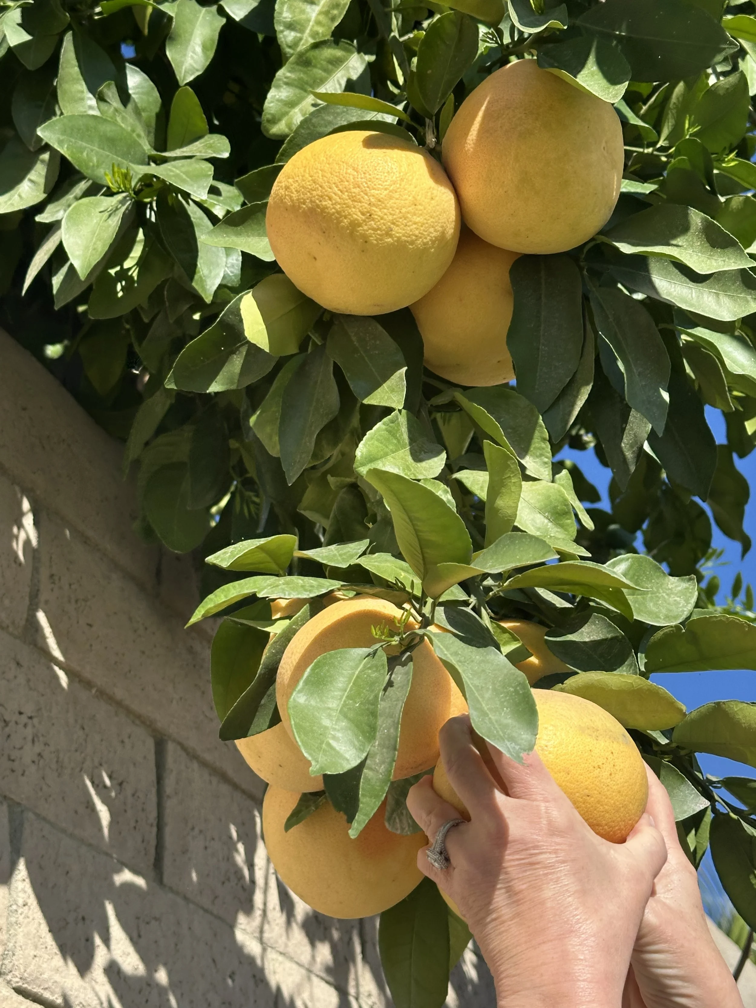 Modernism, pooltime and pals