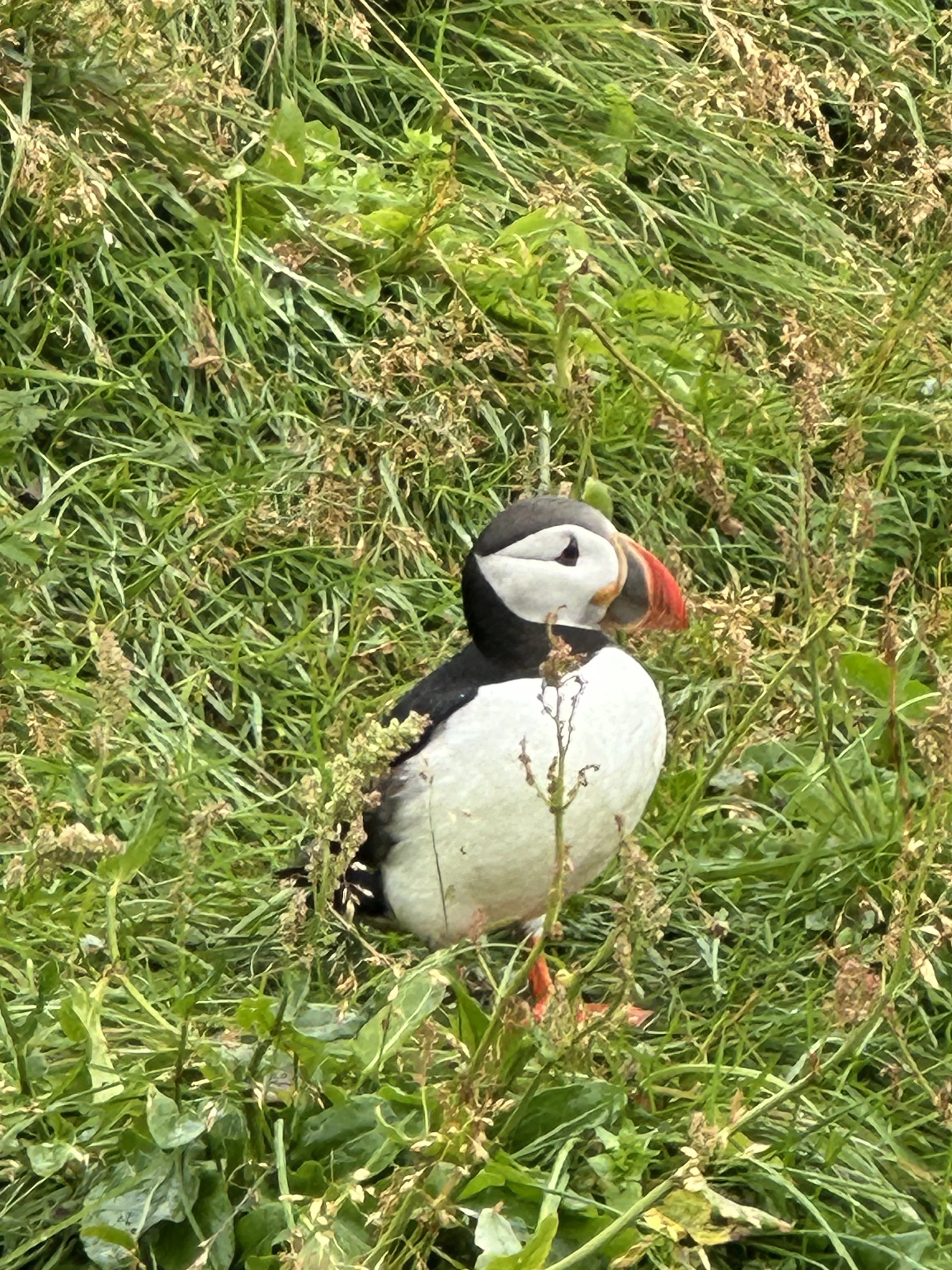 Puffin perfection