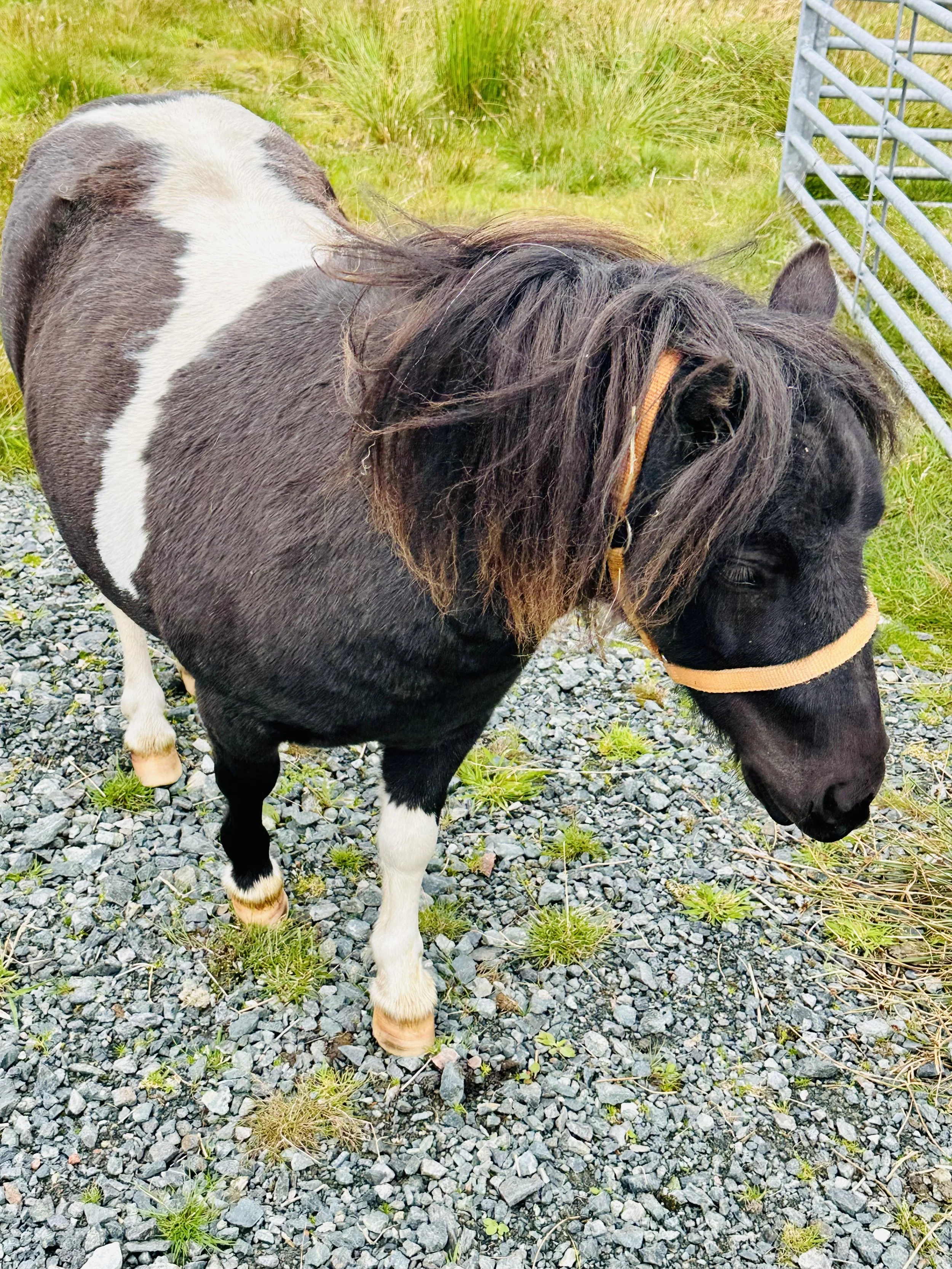 Crofting traditions 