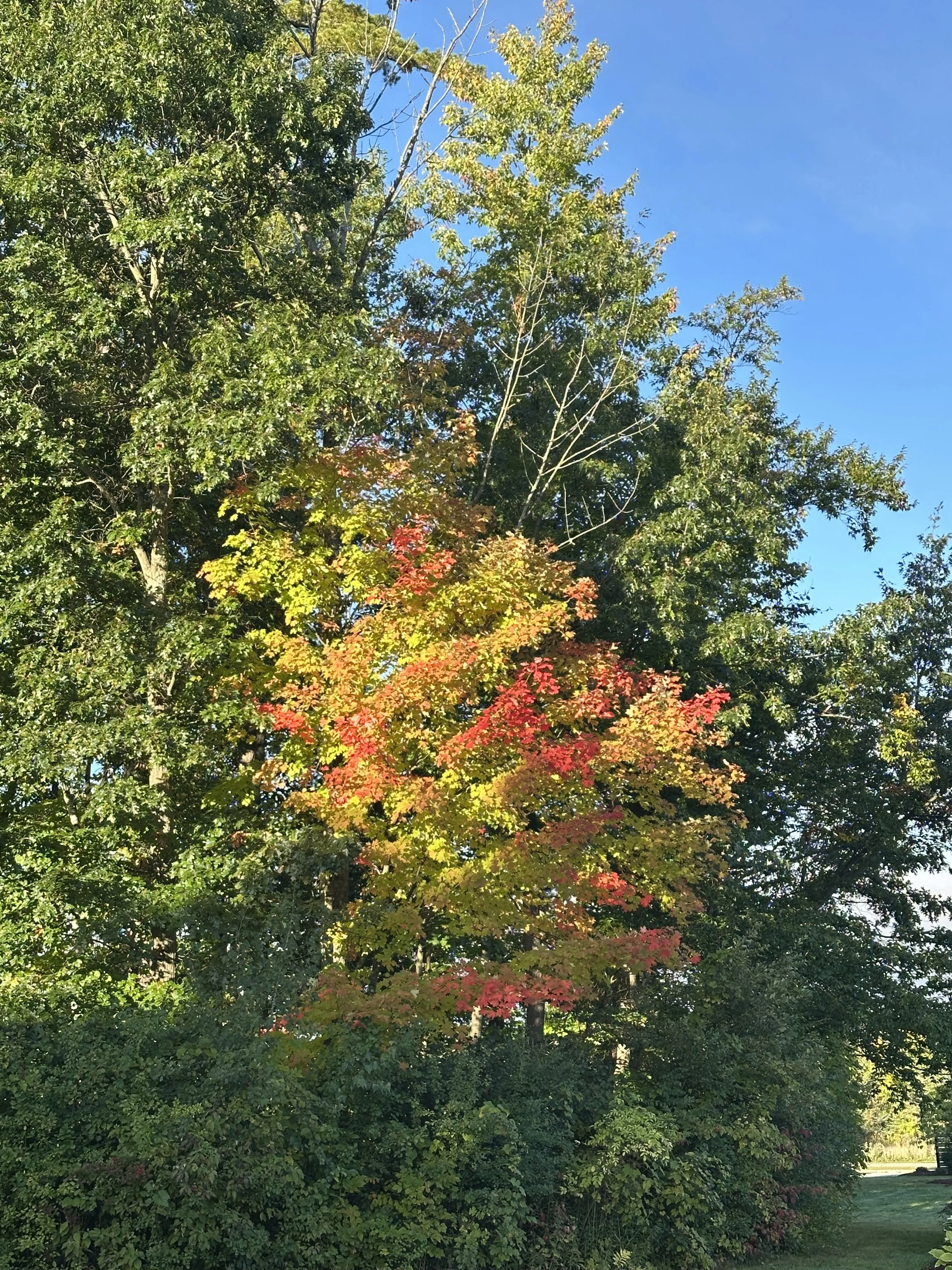 Love and Leaves are in the air