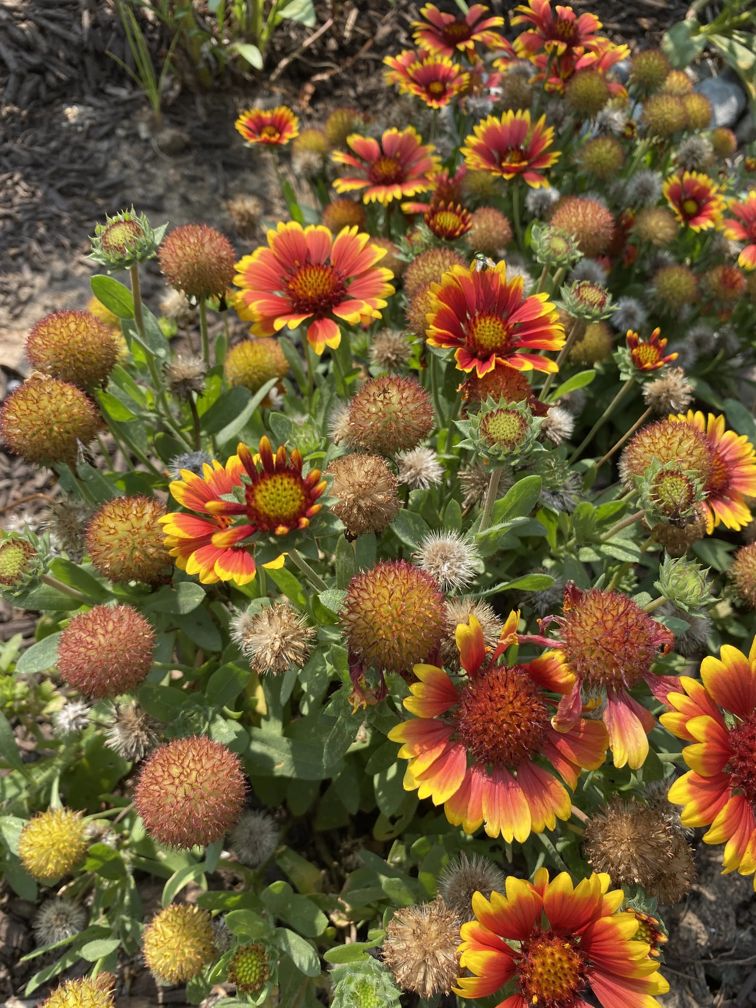 Colorful flowers in bloom, with red and yellow petals, surrounded by round seed heads and green leaves, planted in soil.