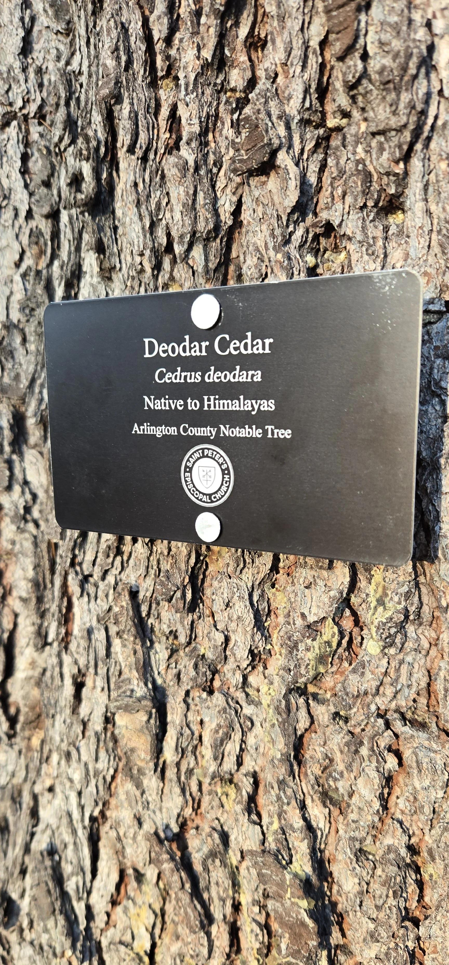 Arboretum-style tree tag on the Saint Peter’s nature trail