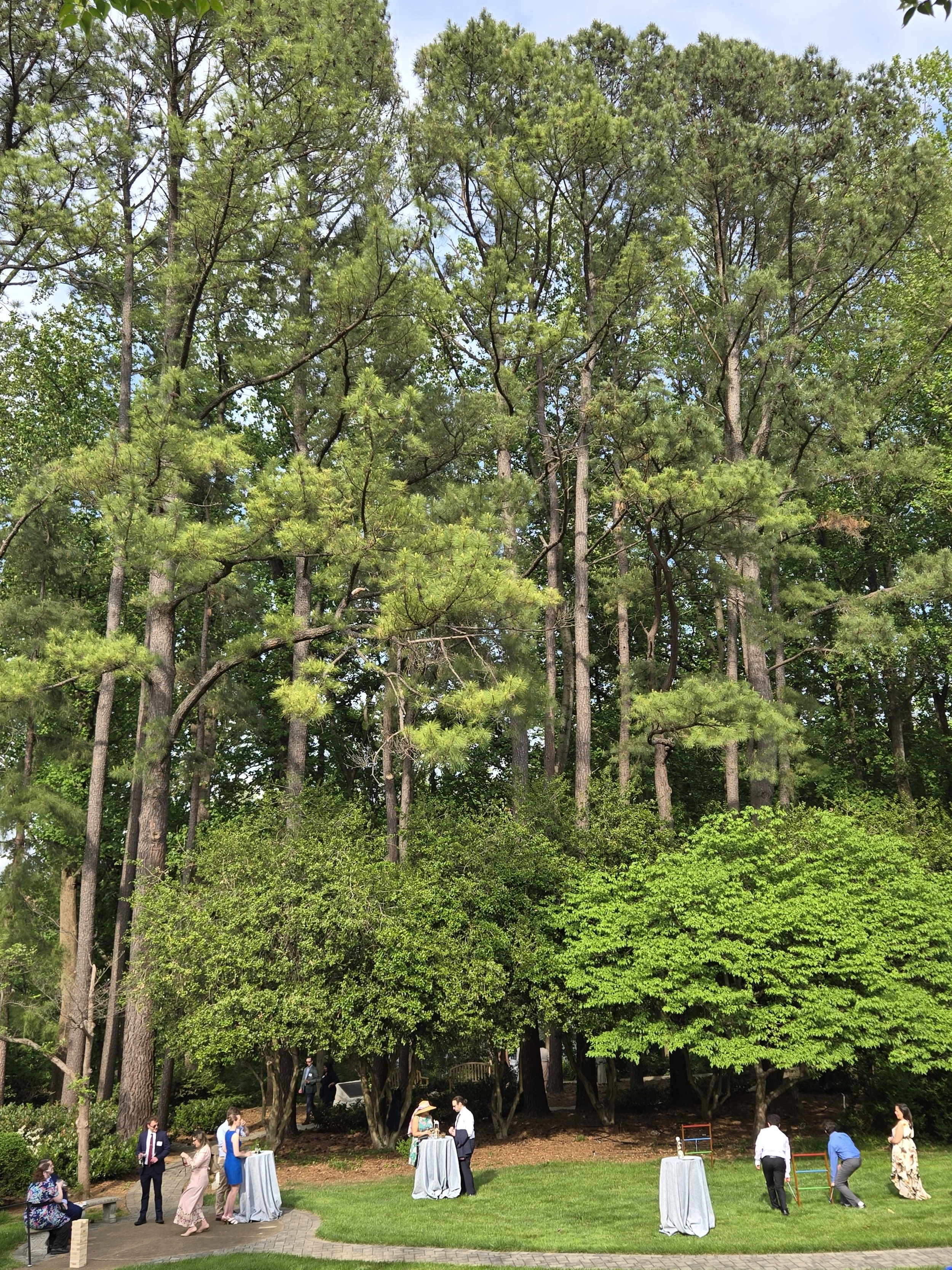 Walking Among the Trees: Our Faith, Our Forest