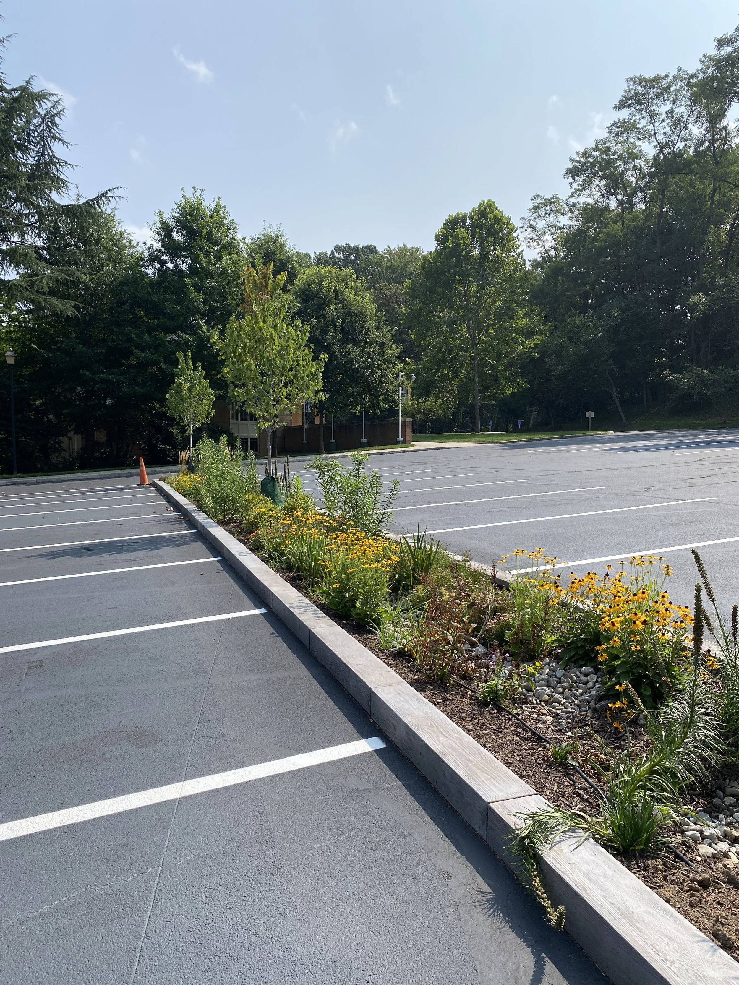 Empty parking lot with a landscaped island and trees in the background on a sunny day.