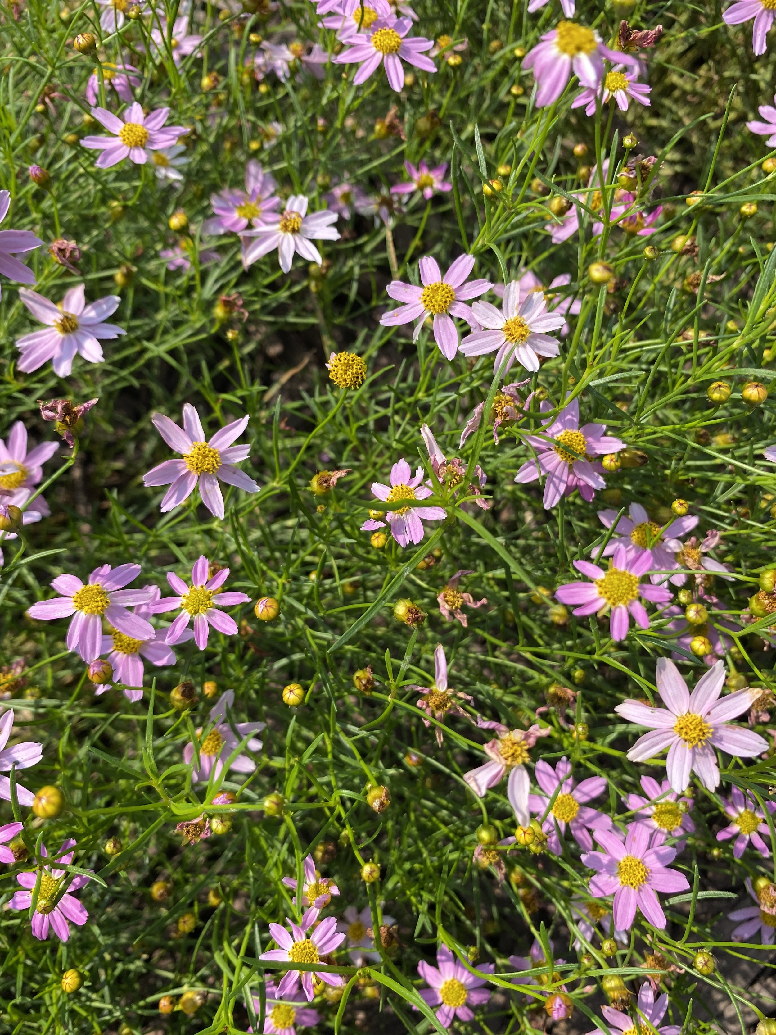 Pink daisy-like flowers with yellow centers growing among green grass and stems.