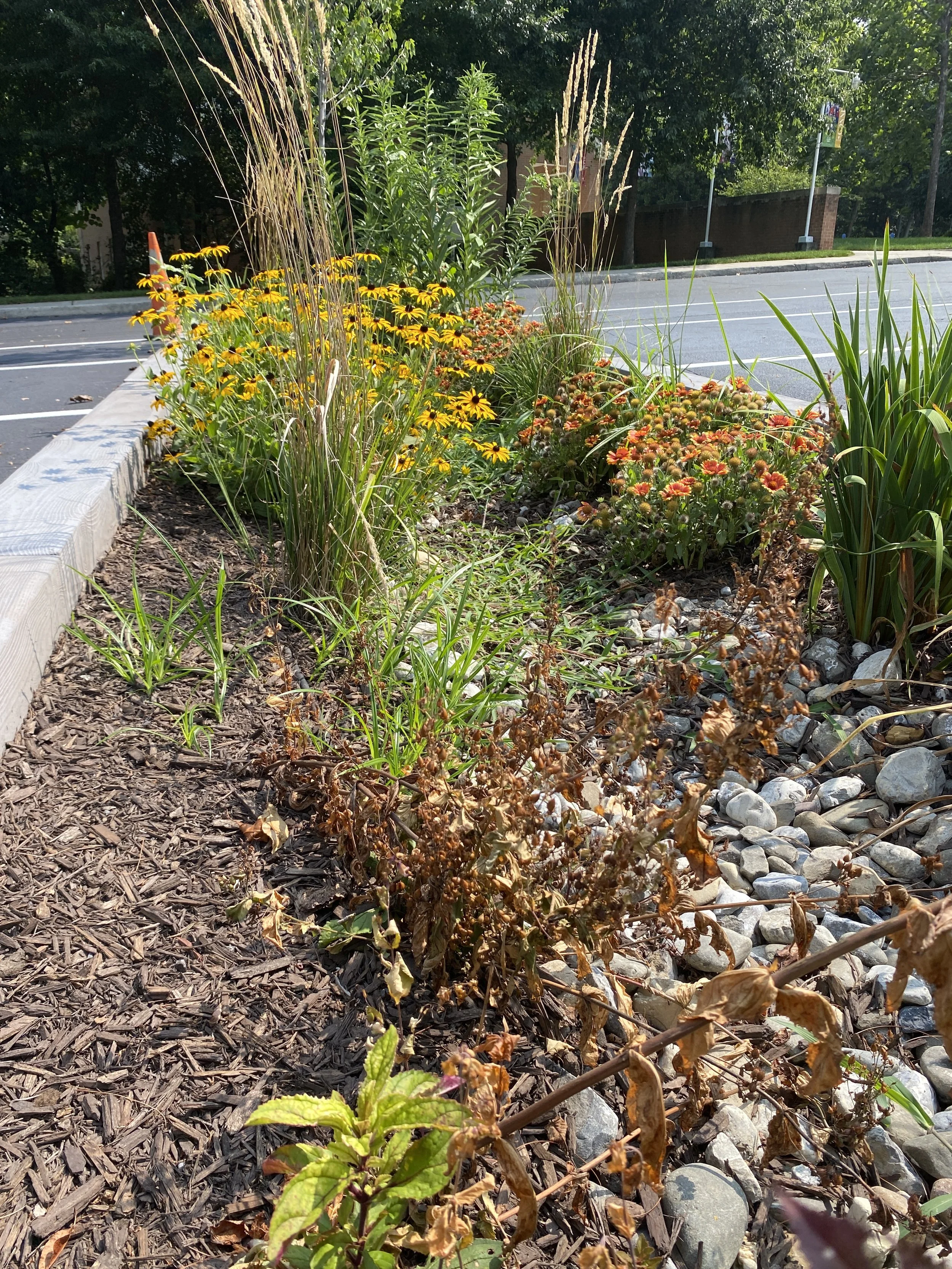 A landscaped roadside garden bed with various green plants and flowers, including yellow and orange flowers, bordered by a wooden edge and a strip of mulch and rocks, with a street and trees in the background.
