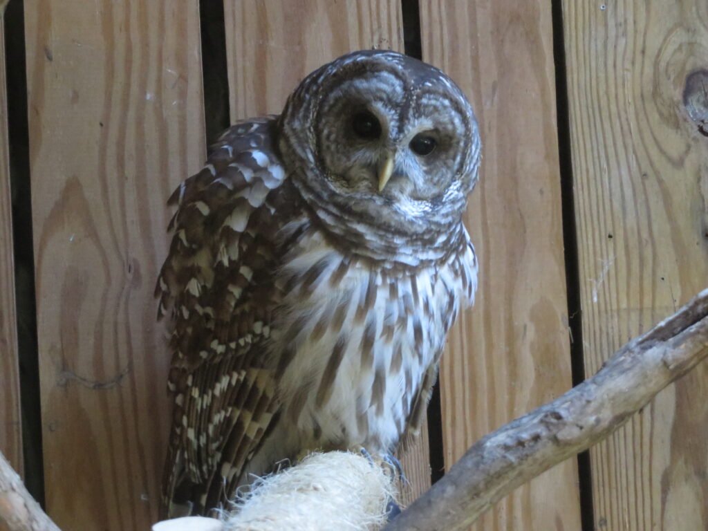 A brown and white owl perched on a branch against a wooden wall.