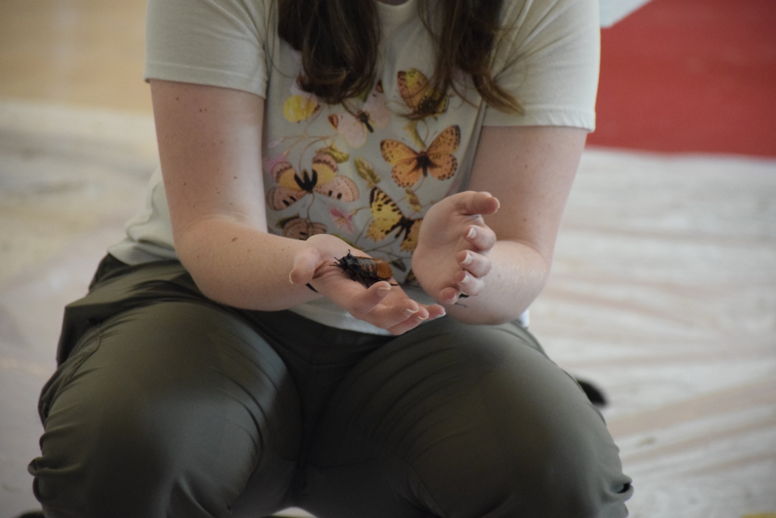 A person with brown hair wearing a beige t-shirt featuring butterflies, sitting on a surface, holding a large insect in their hands.