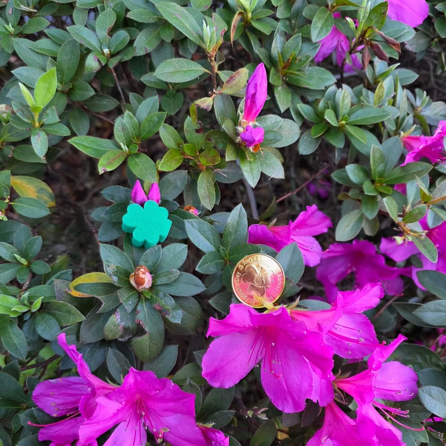 🍀 SHAMROCK &amp; GOLD COIN HUNT IS ON 🍀

We&rsquo;ve hidden lucky shamrocks &amp; gold coins around the community&hellip; have you found yours yet? 👀💰

Here&rsquo;s how to play:
🍀 Residents only
🍀 One win per person

Find one? Bring it to the o