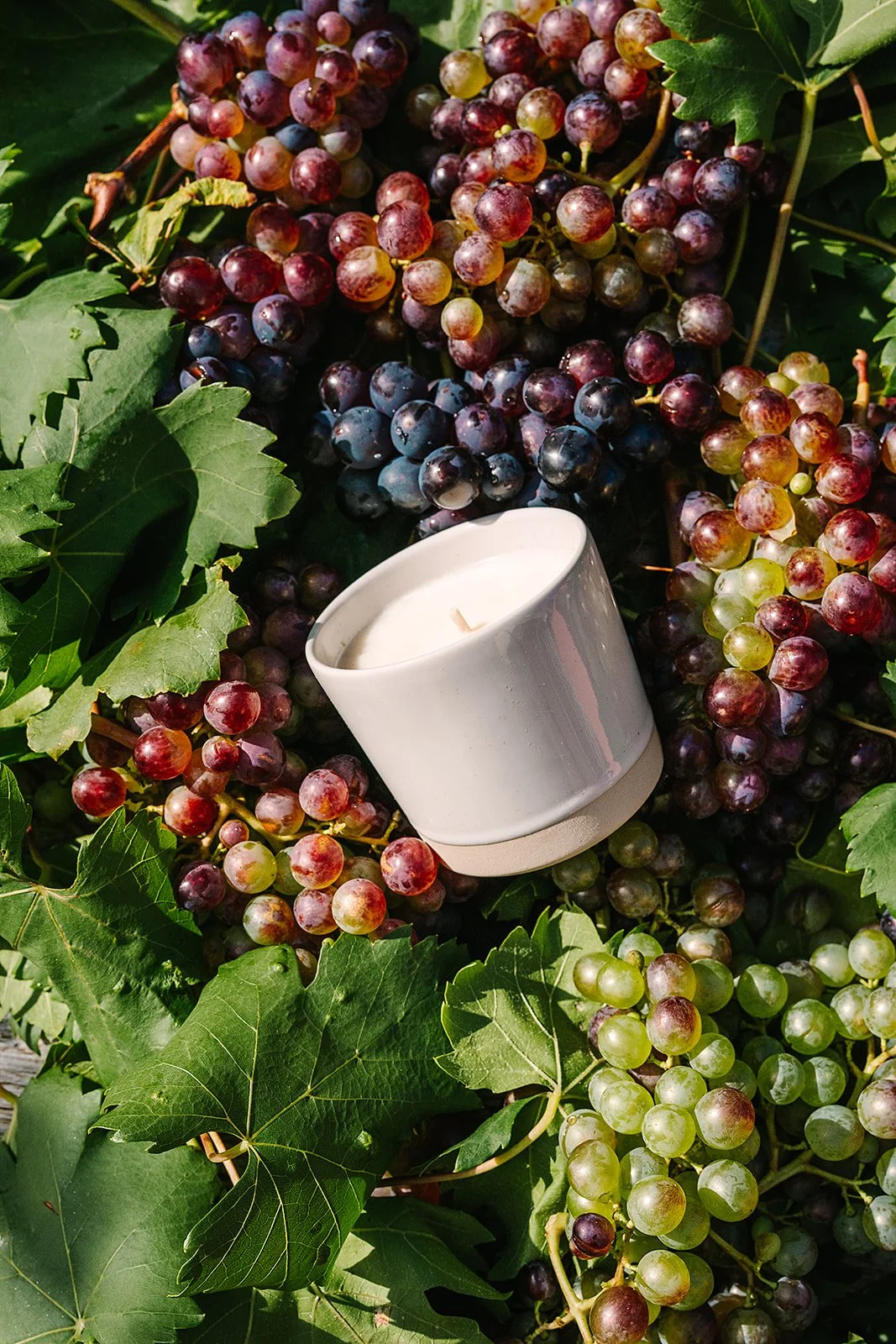 A Pelegrims candle on a bed of grapes and vine leaves