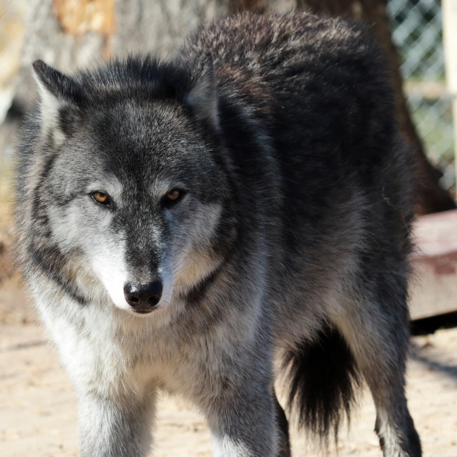 Saint Francis Wolf Sanctuary