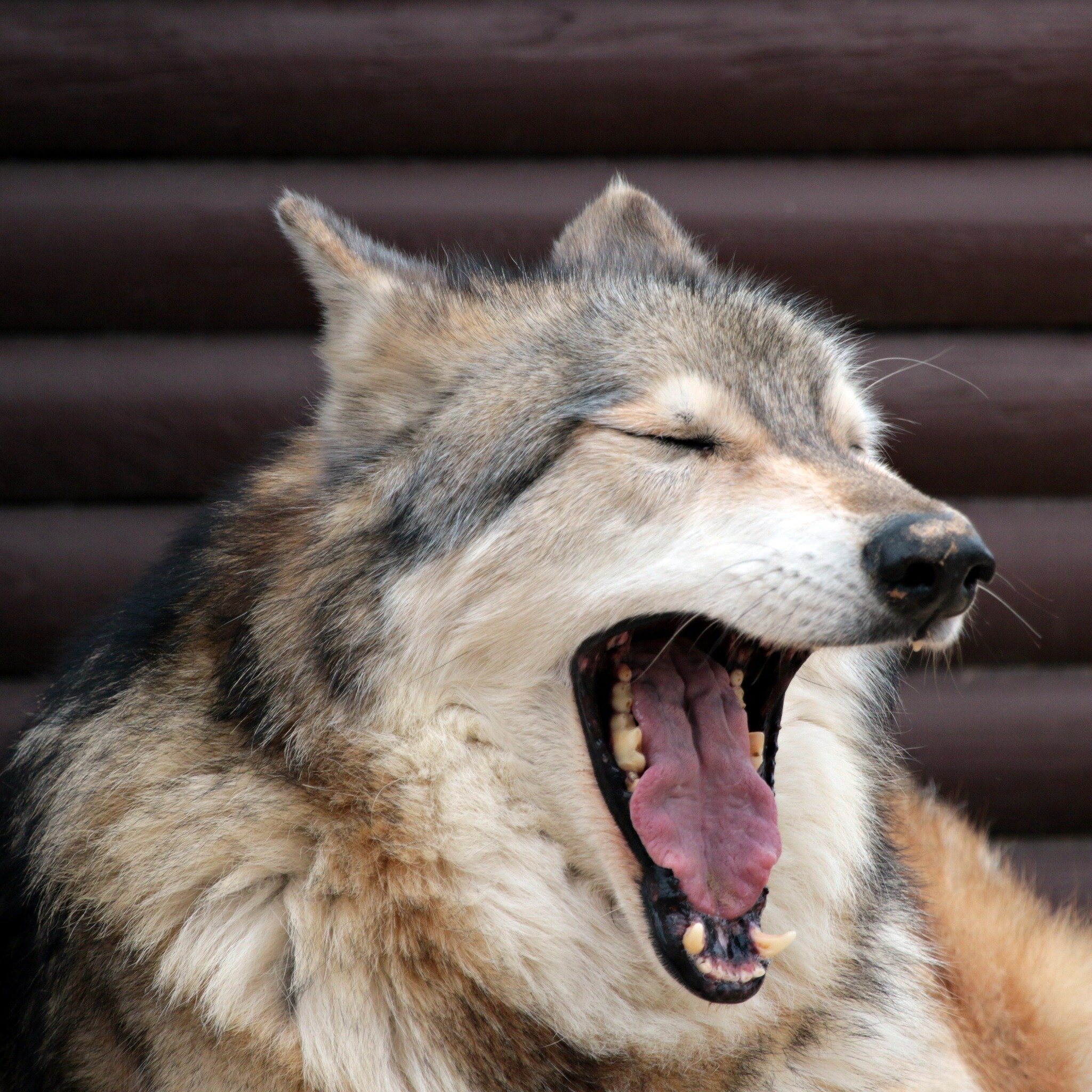 Wolfy Joke of the Day! 
How do you make a wolf laugh?
Give him a funny bone! 

Do you have a joke that could make Rajah laugh this hard?

#wolf #wolfdog #jokes #funnyfriday #haha