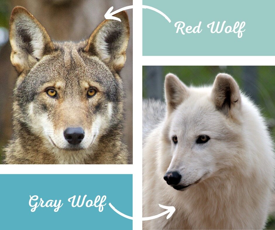 Did you know?
There are only two recognized wolf species! The gray wolf, &quot;Canis lupus&quot;, and the red wolf, &quot;Canis rufus&quot;! The gray wolf has many subspecies, such as the arctic wolf (Canis lupus arctos) or the Mexican gray wolf (Can