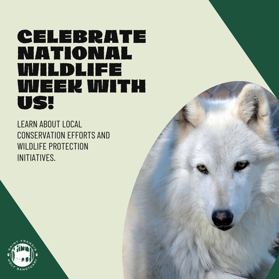 Come celebrate National Wildlife Week with us! Learn about what makes wolves unique, the struggles wolves and wolfdogs face, and what you can do to help on a Sanctuary Tour! 

Book a general tour, VIP tour, or Sanctuary Tour online at saintfranciswol