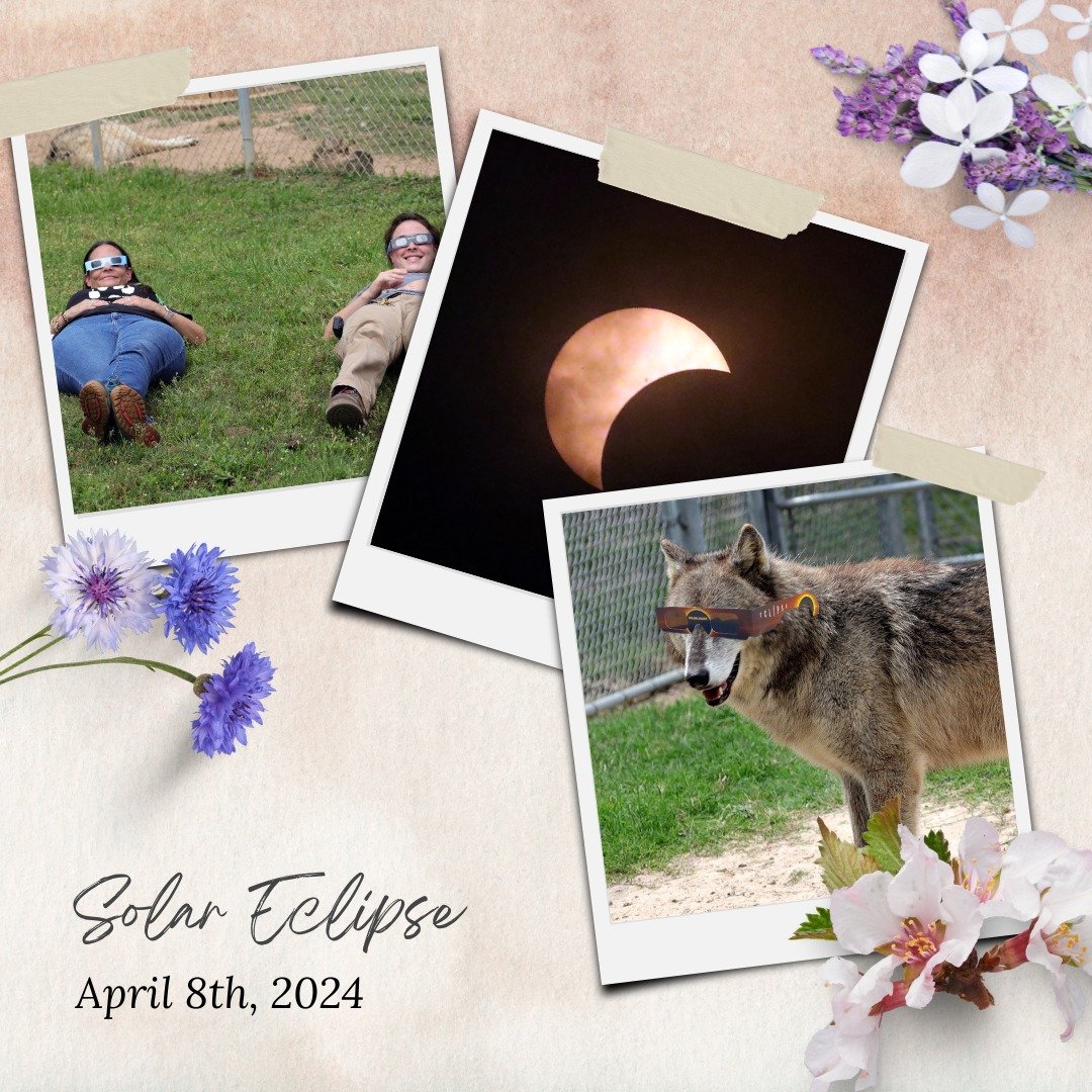 Did you enjoy Monday's solar eclipse? The wolves sure did! We are so glad to witness this fantastic feat of nature! What were your eclipse plans? Did you find yourself drawing closer to the natural world?

#wolf #eclipse #solareclipse2024 #totaleclip