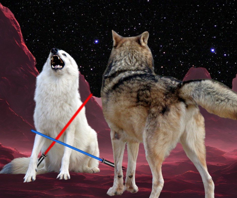 Lapua has the high ground now, Rajah!

Happy Star Wars Day! May the 4th be with you, and don't forgive to pay us a visit soon!

#StarWarsDay #starwars #starwarsday2024 #wolf #wolfdog